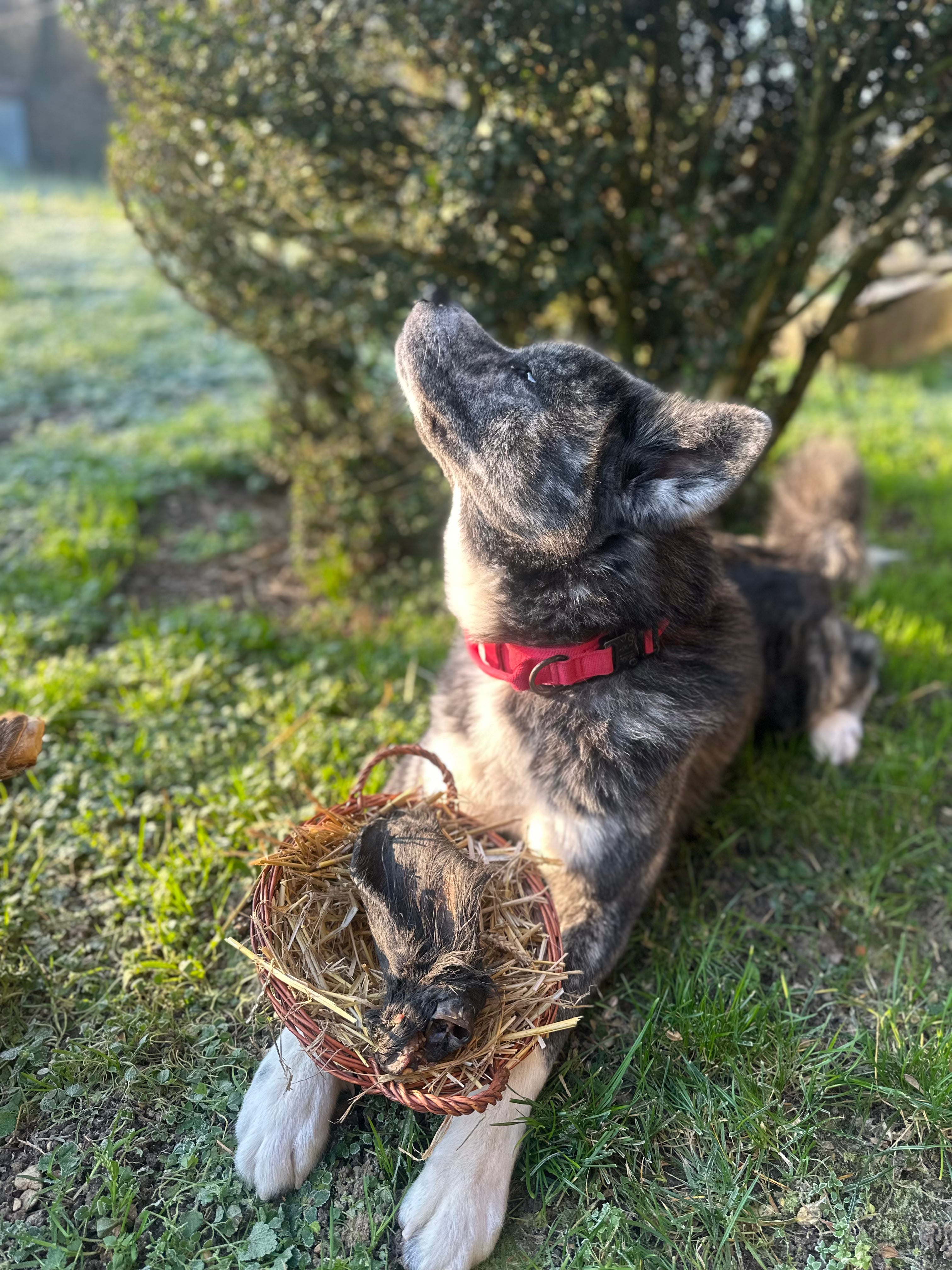 Oreille de bœuf avec poils
