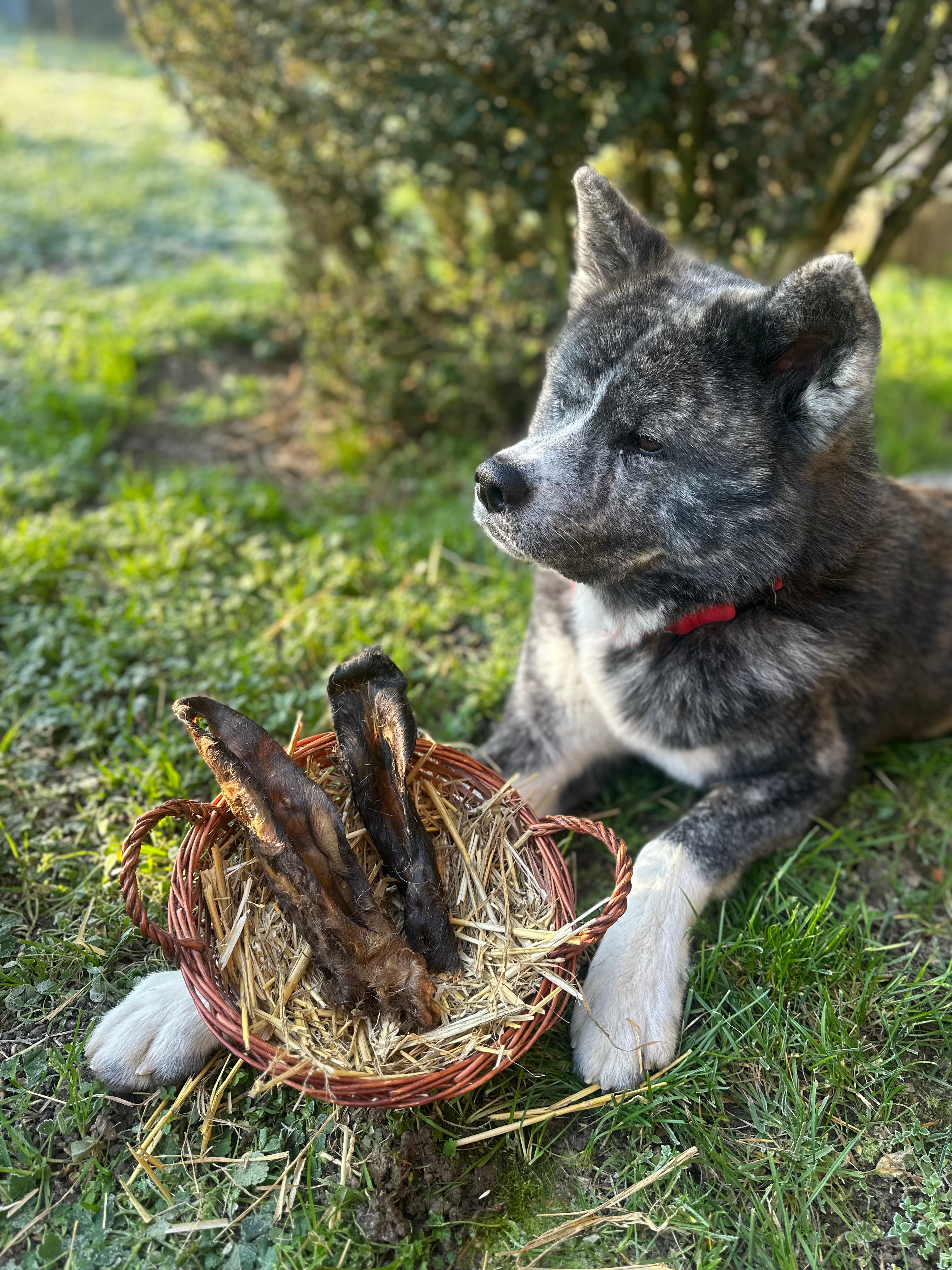 Oreille de chèvre avec poils