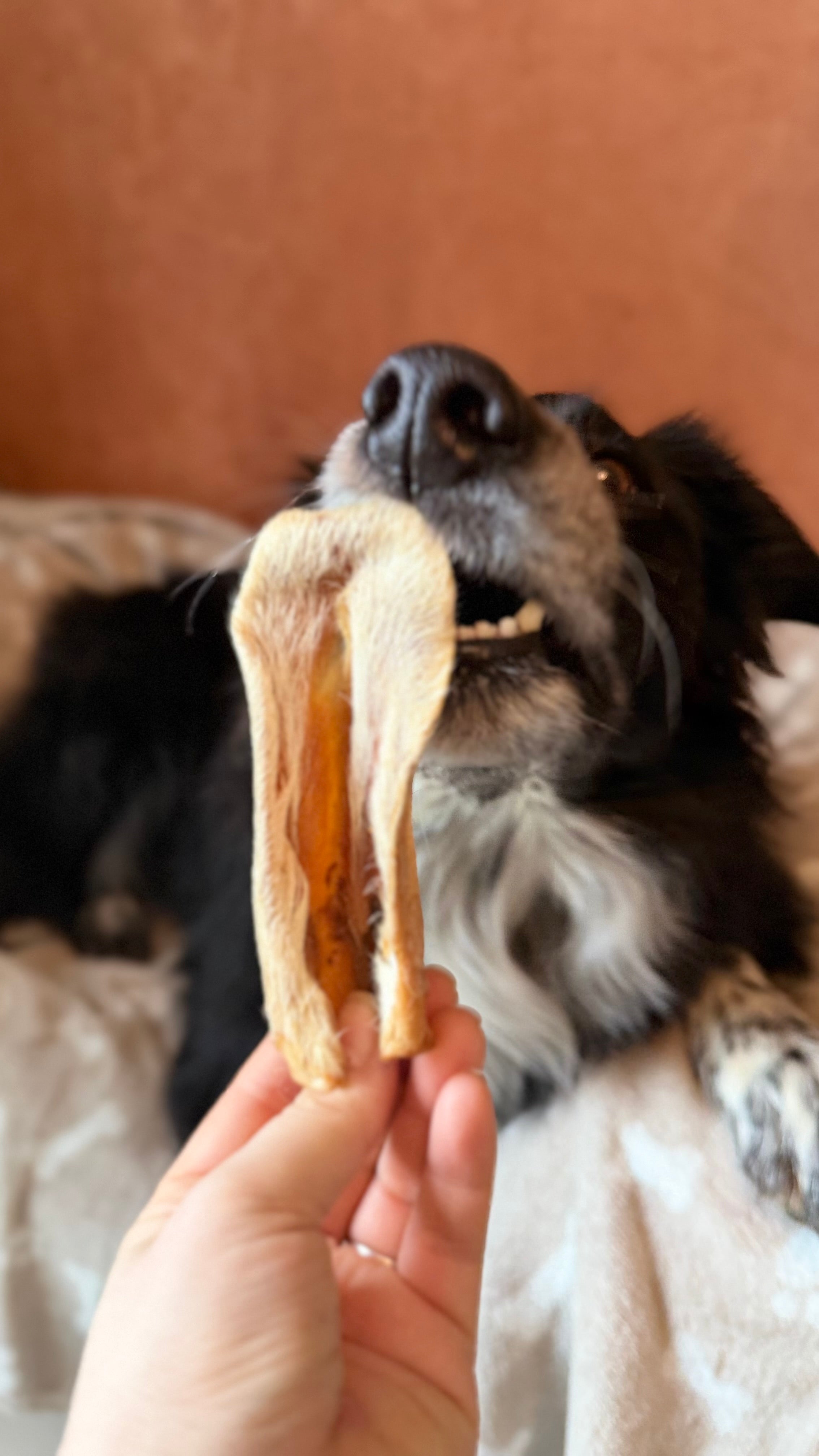 Oreille d'agneau avec poils