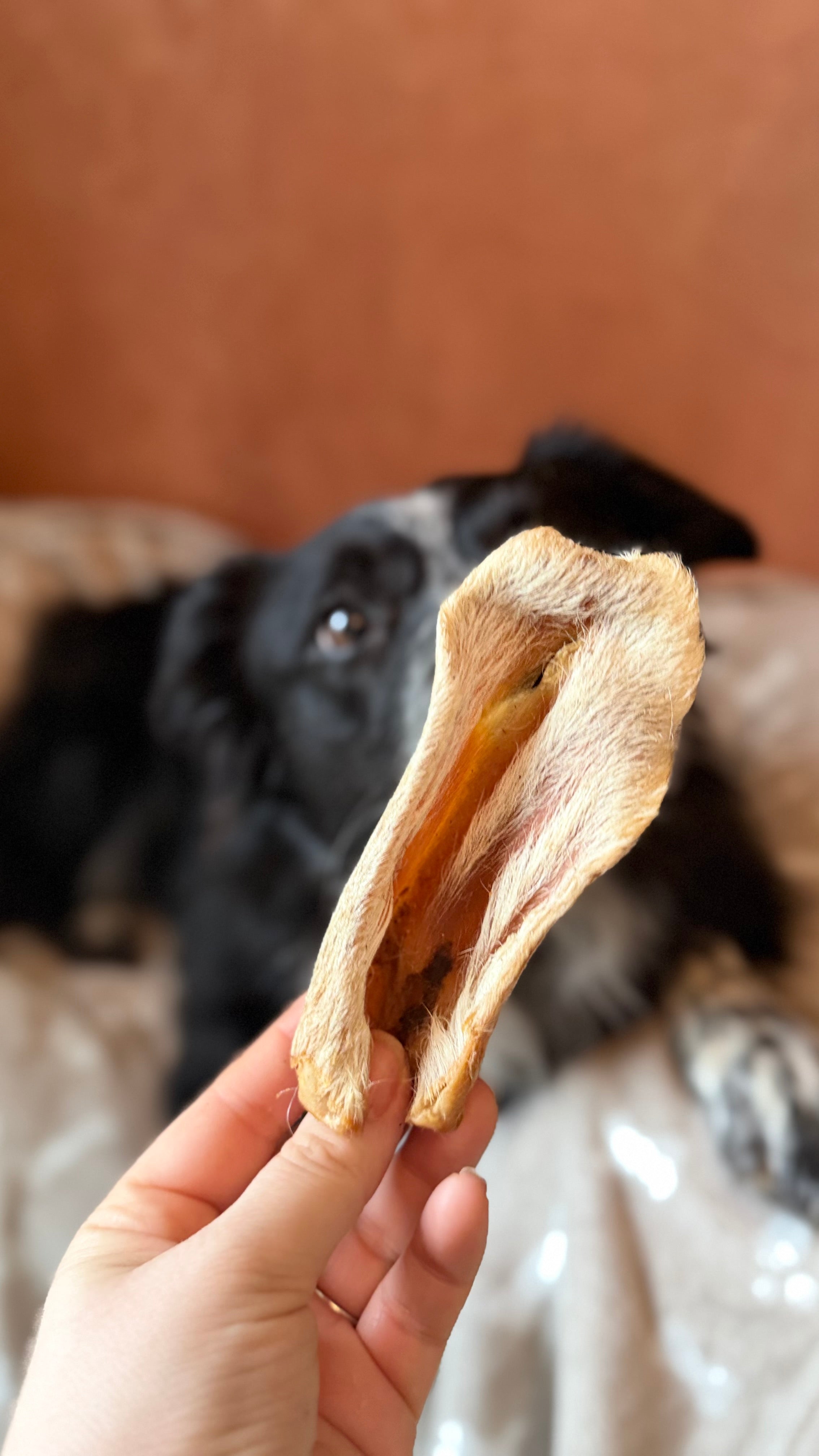 Oreille d'agneau avec poils