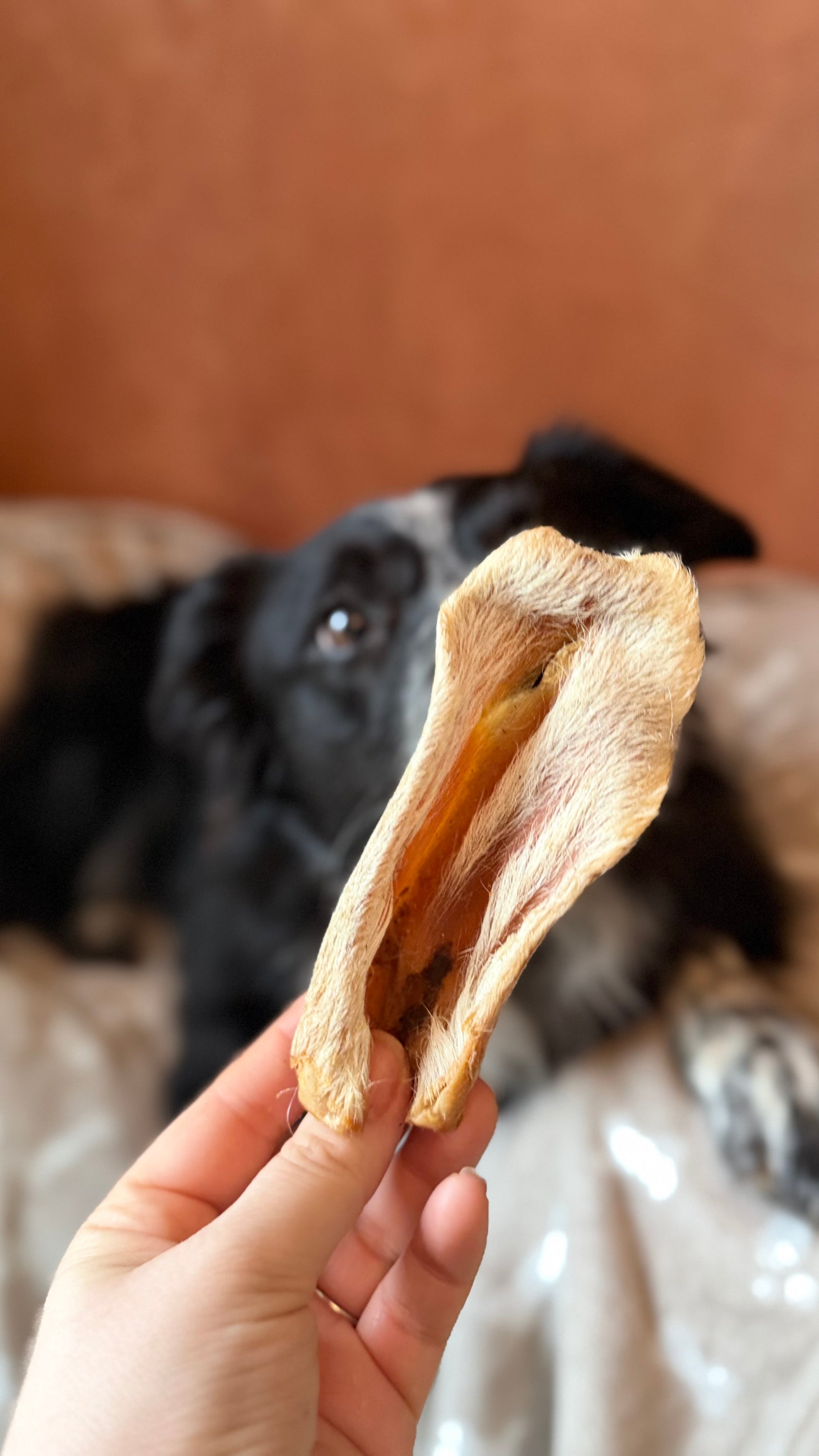 Oreille d'agneau avec poils