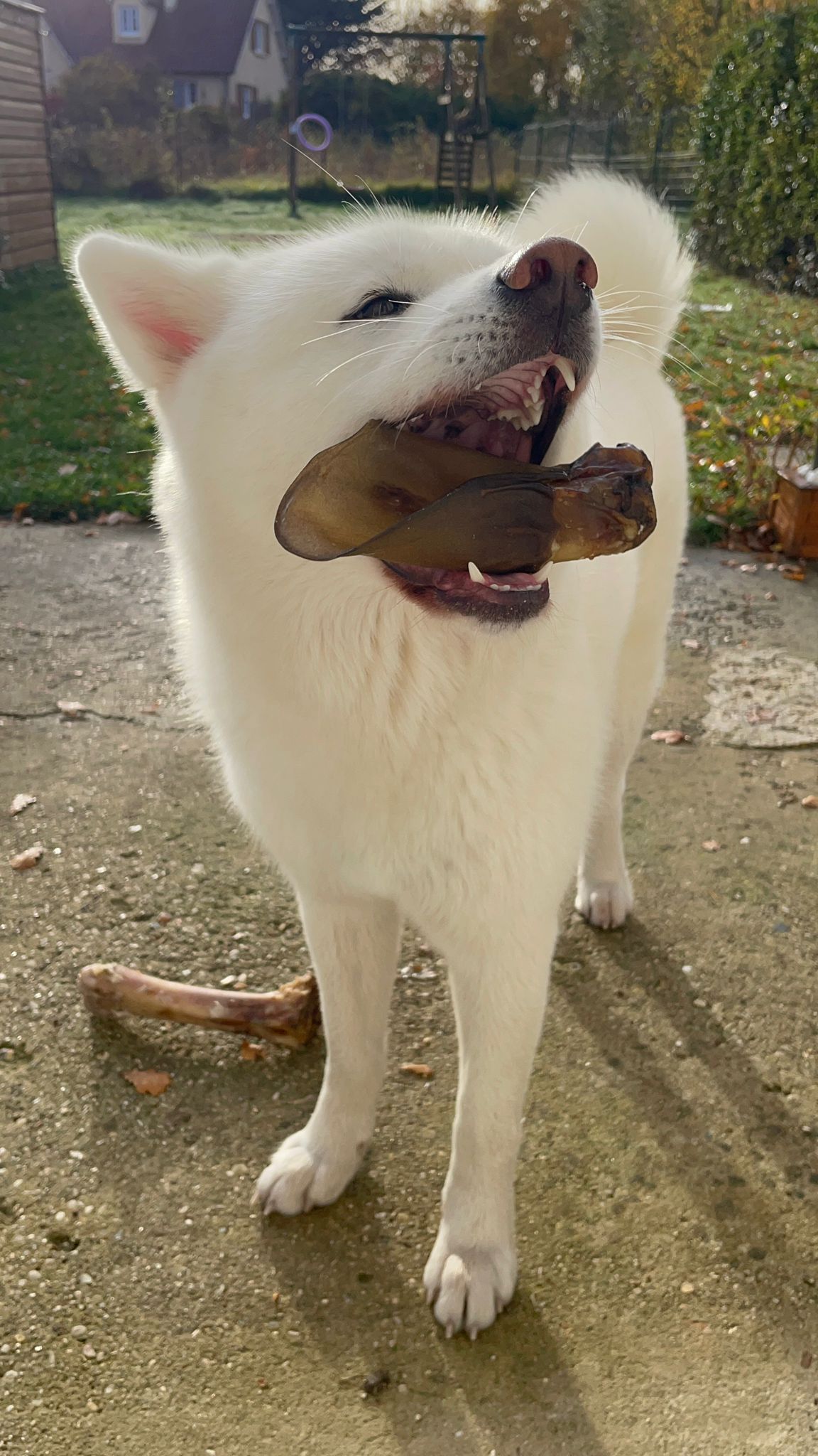 Oreille de bœuf sans poils