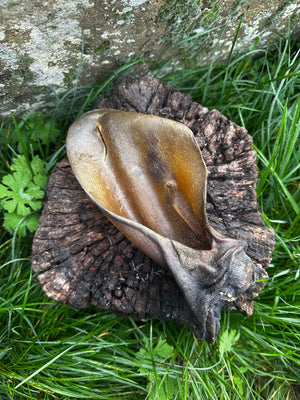 Oreille de boeuf avec anneau de viande