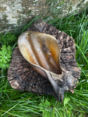 Oreille de boeuf avec anneau de viande