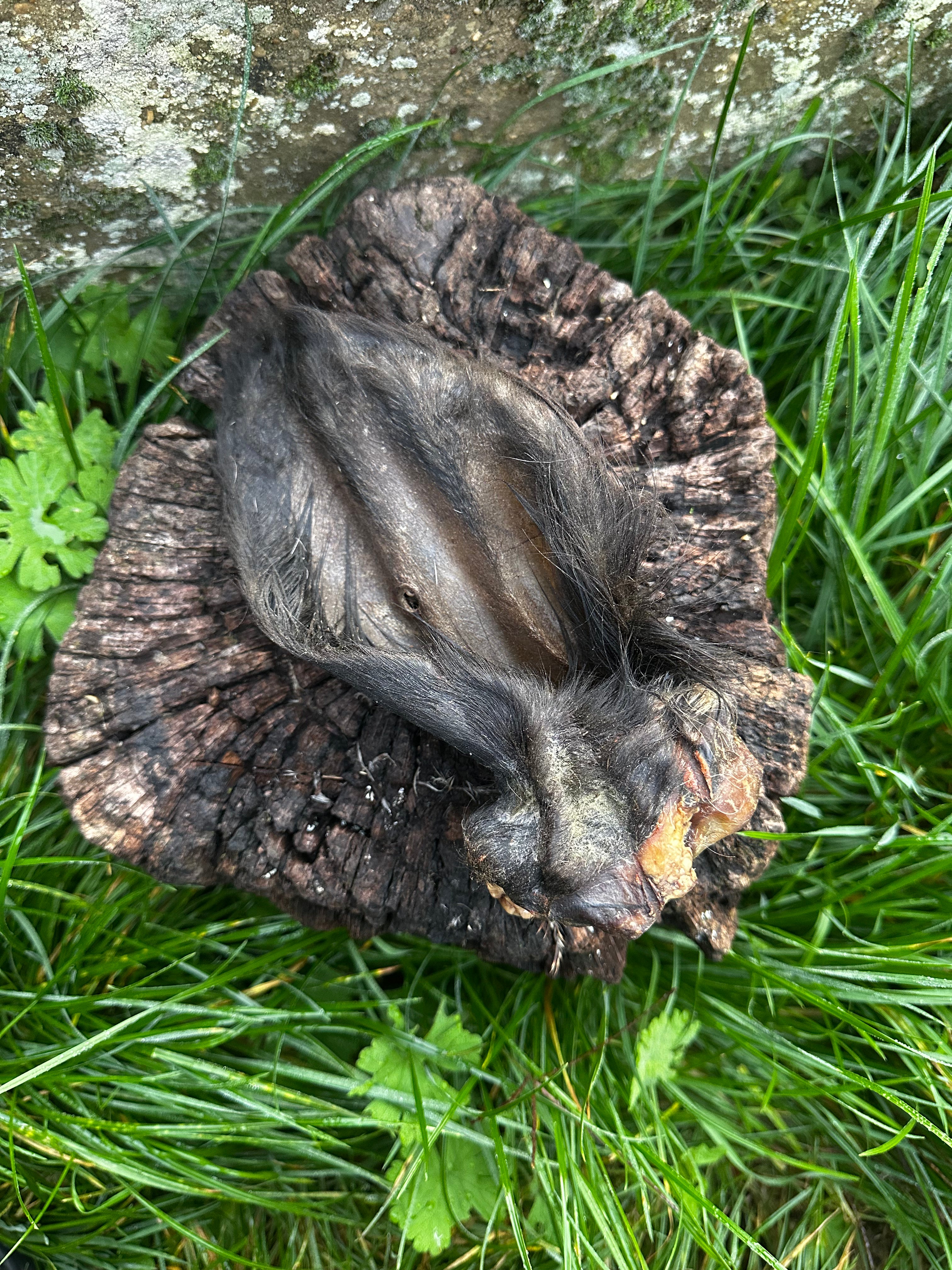 Oreille de boeuf avec poils et anneau de viande