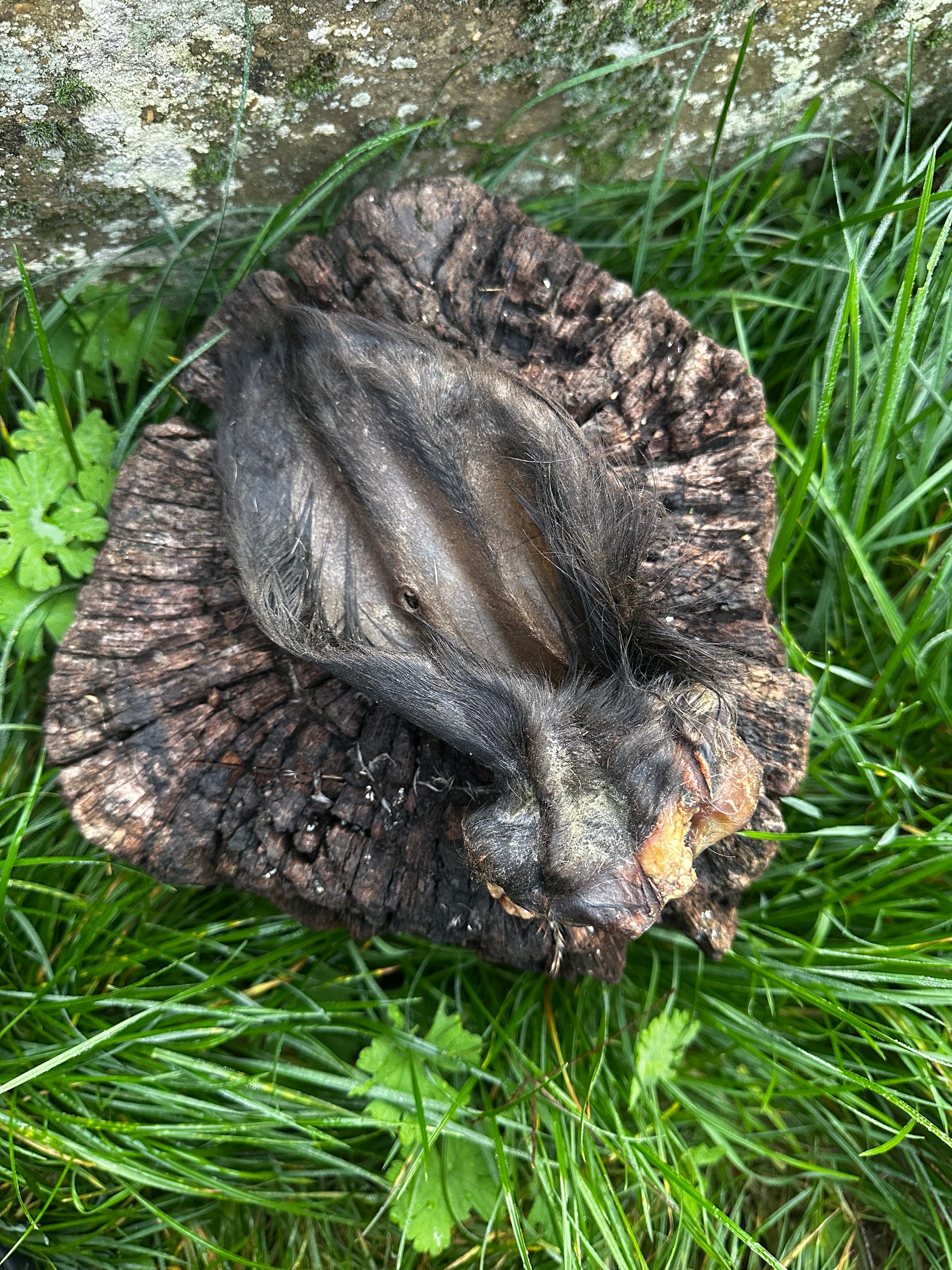 Oreille de boeuf avec poils et anneau de viande