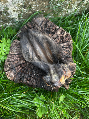 Oreille de boeuf avec poils et anneau de viande