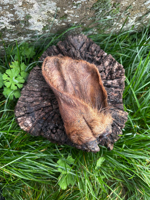 Oreille de boeuf avec poils et anneau de viande