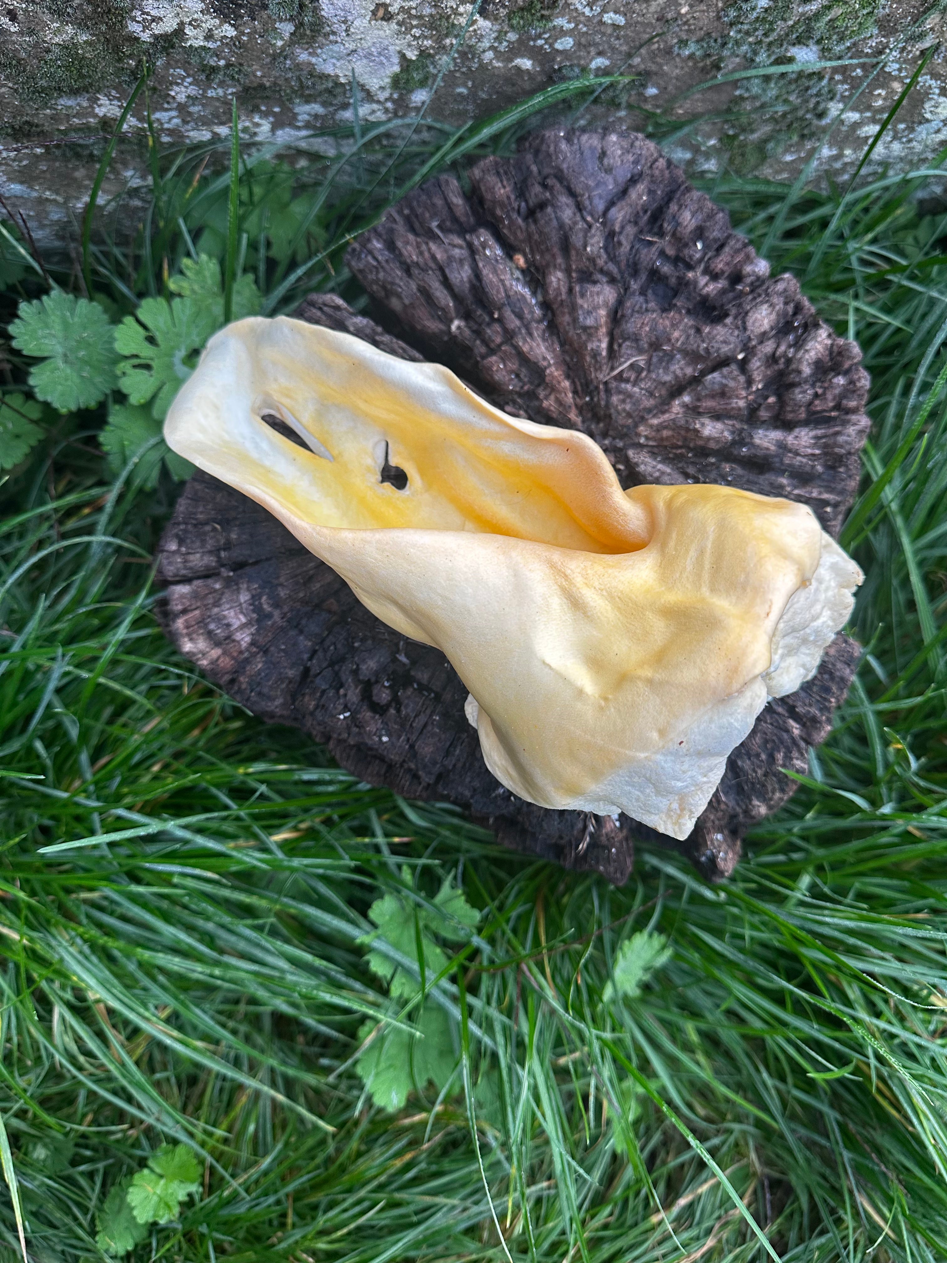 Oreille de boeuf soufflée blanche