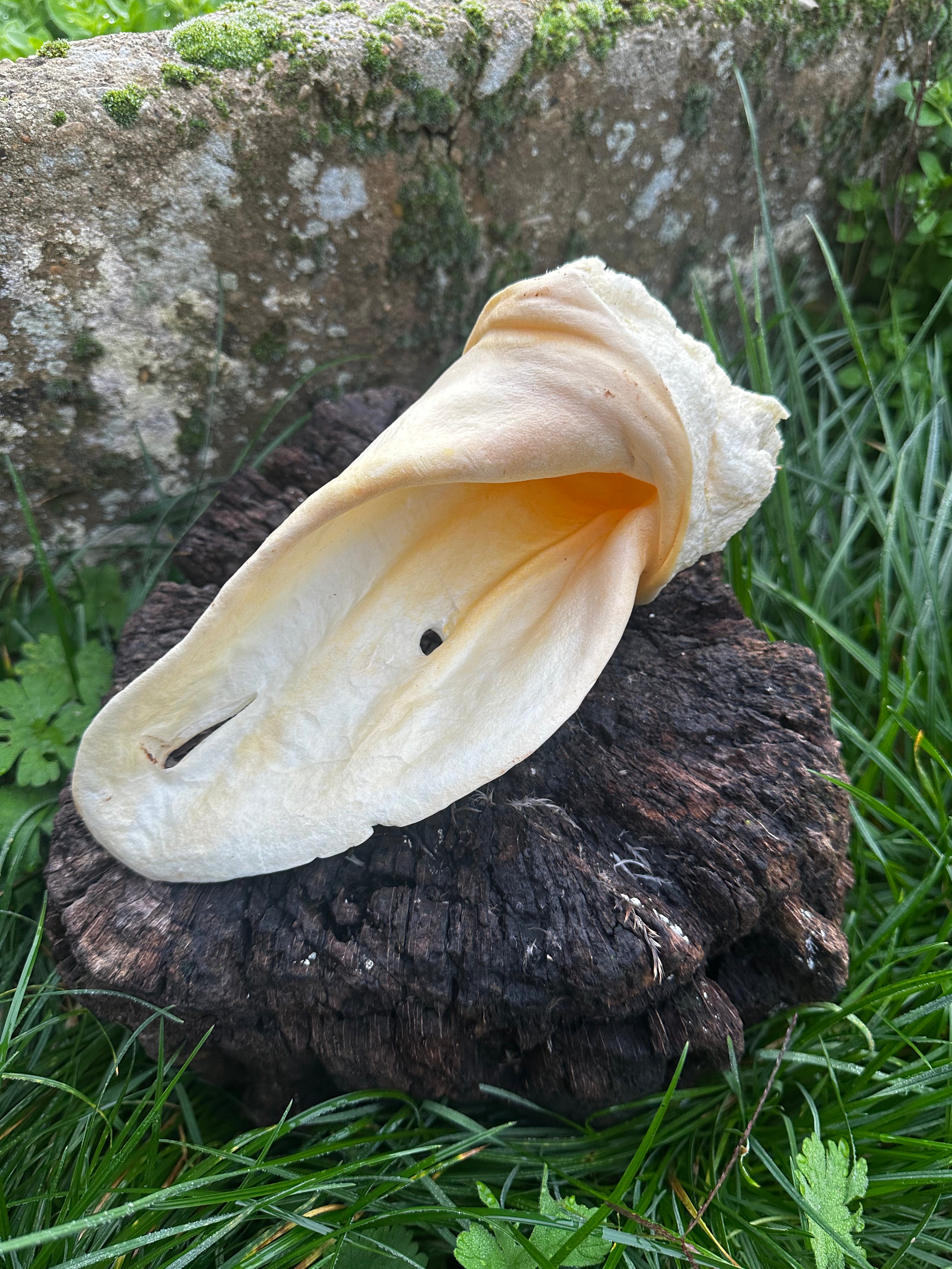Oreille de boeuf soufflée blanche avec anneau de viande