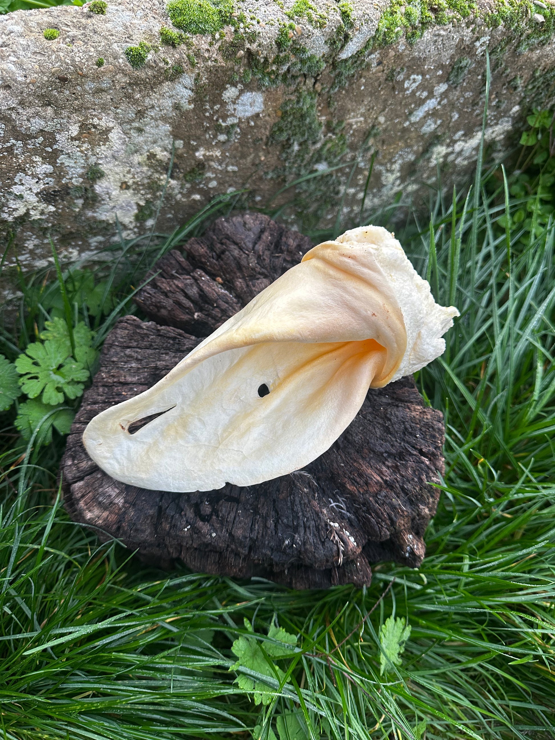 Oreille de boeuf soufflée blanche avec anneau de viande
