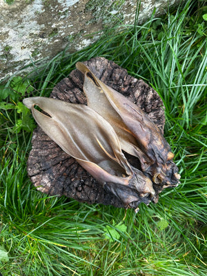 Oreille de cerf
