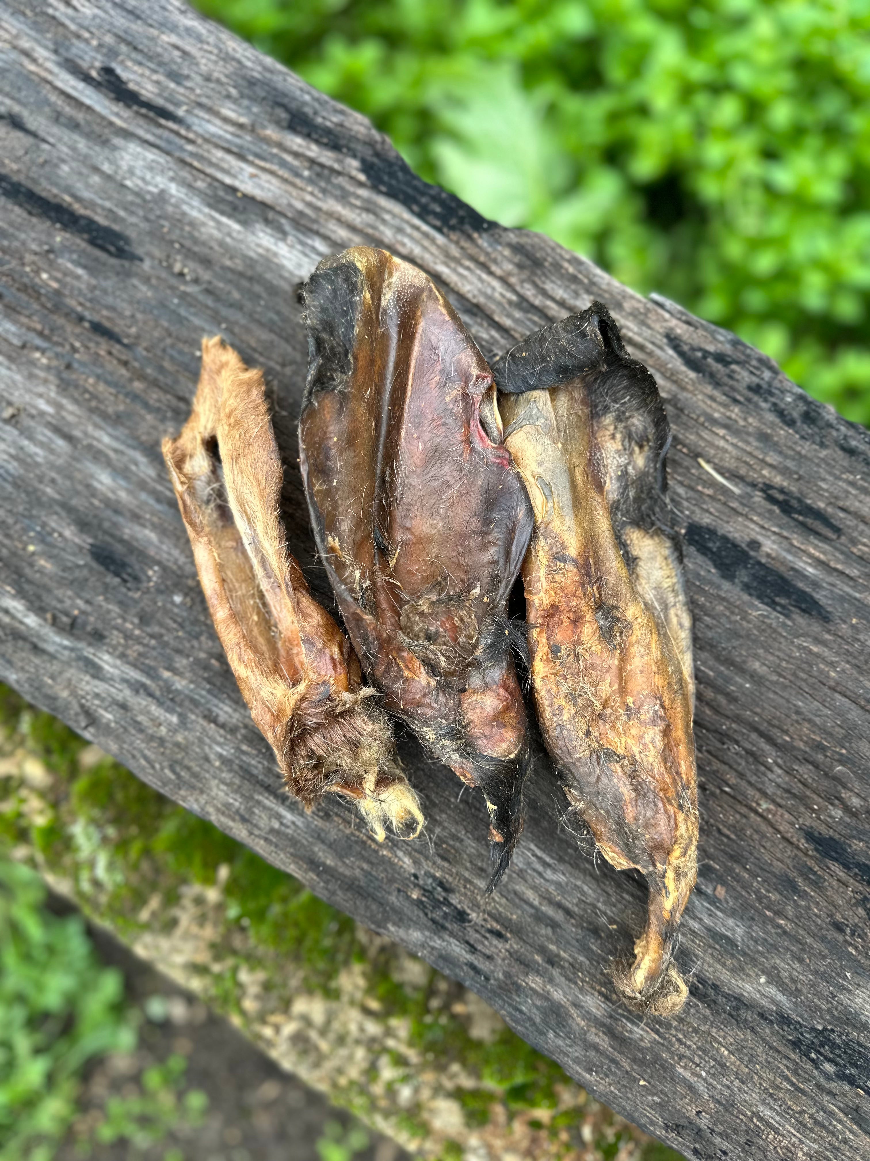 Oreille de chèvre avec poils