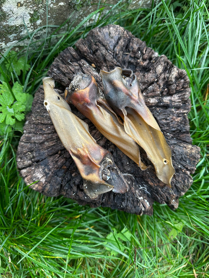 Oreille de chevreuil