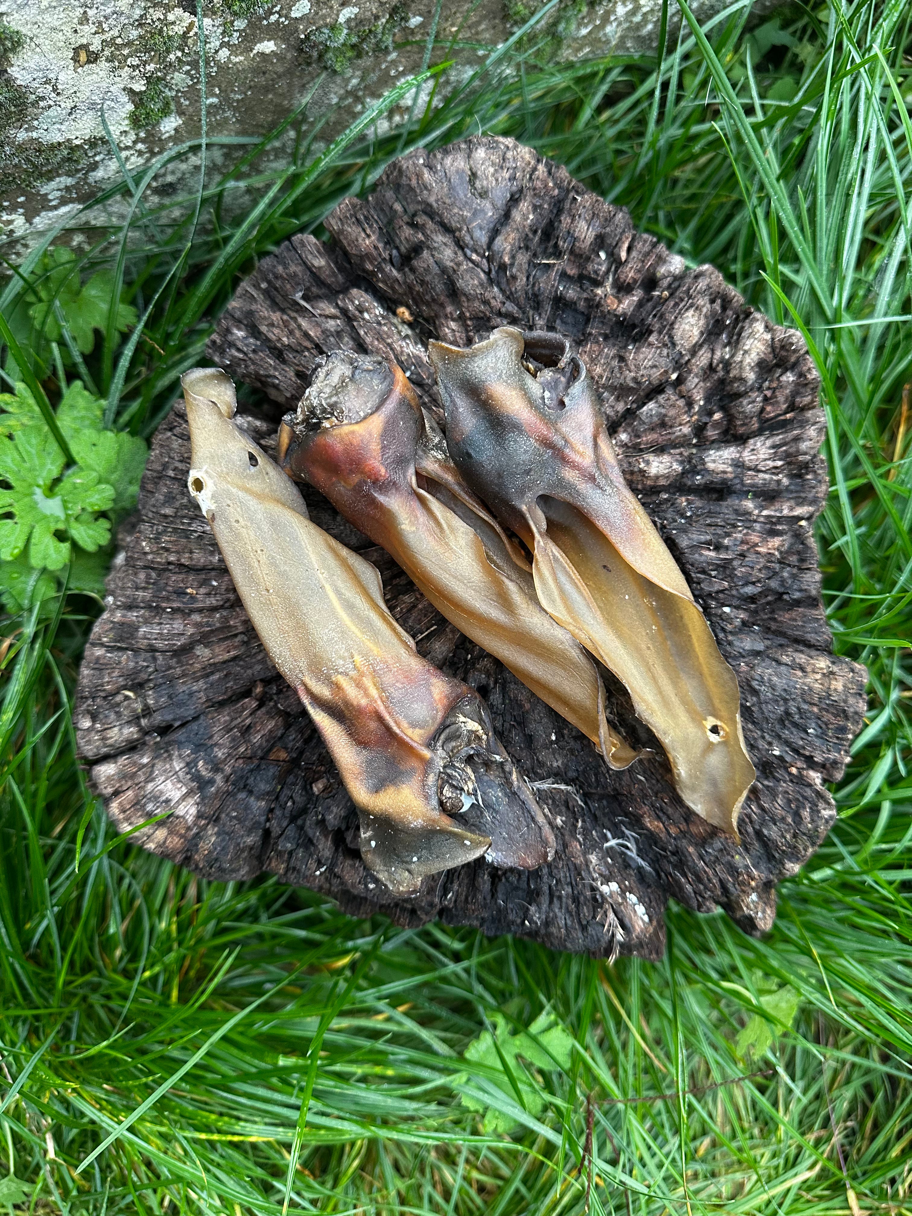 Oreille de chevreuil