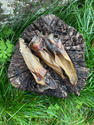 Oreille de chevreuil