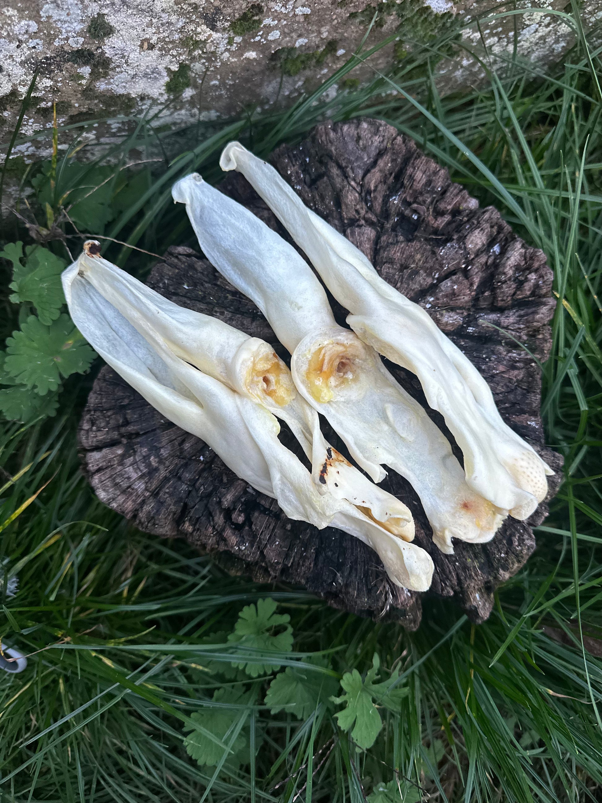 Oreille de lapin soufflée blanche