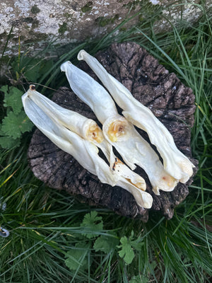 Oreille de lapin soufflée blanche