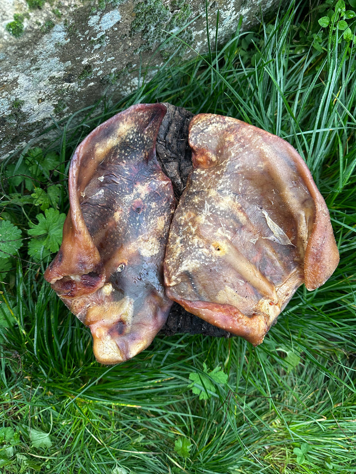 Oreille de porc - XL