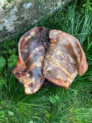 Oreille de porc XXL