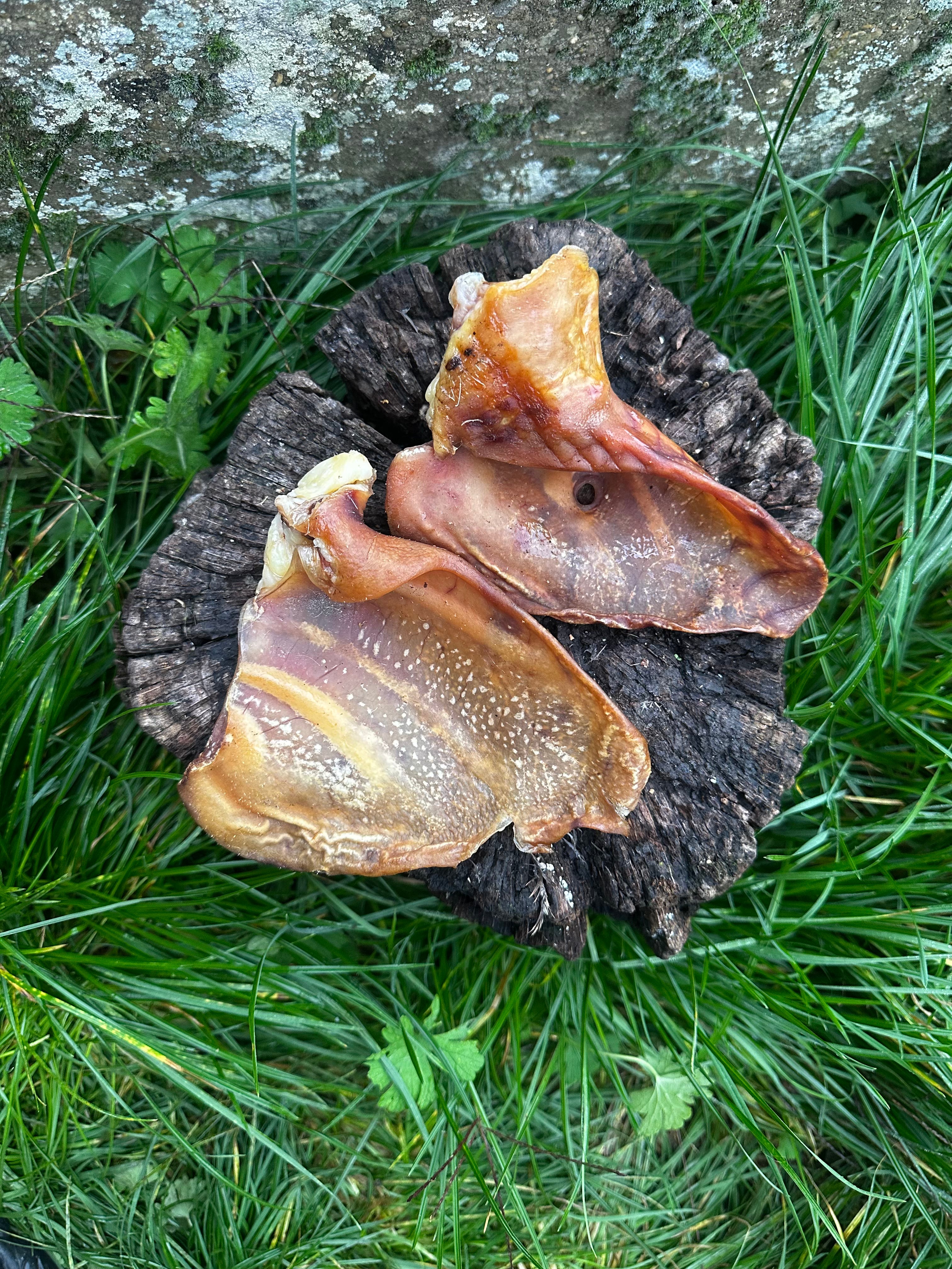 Oreille de porc moyenne