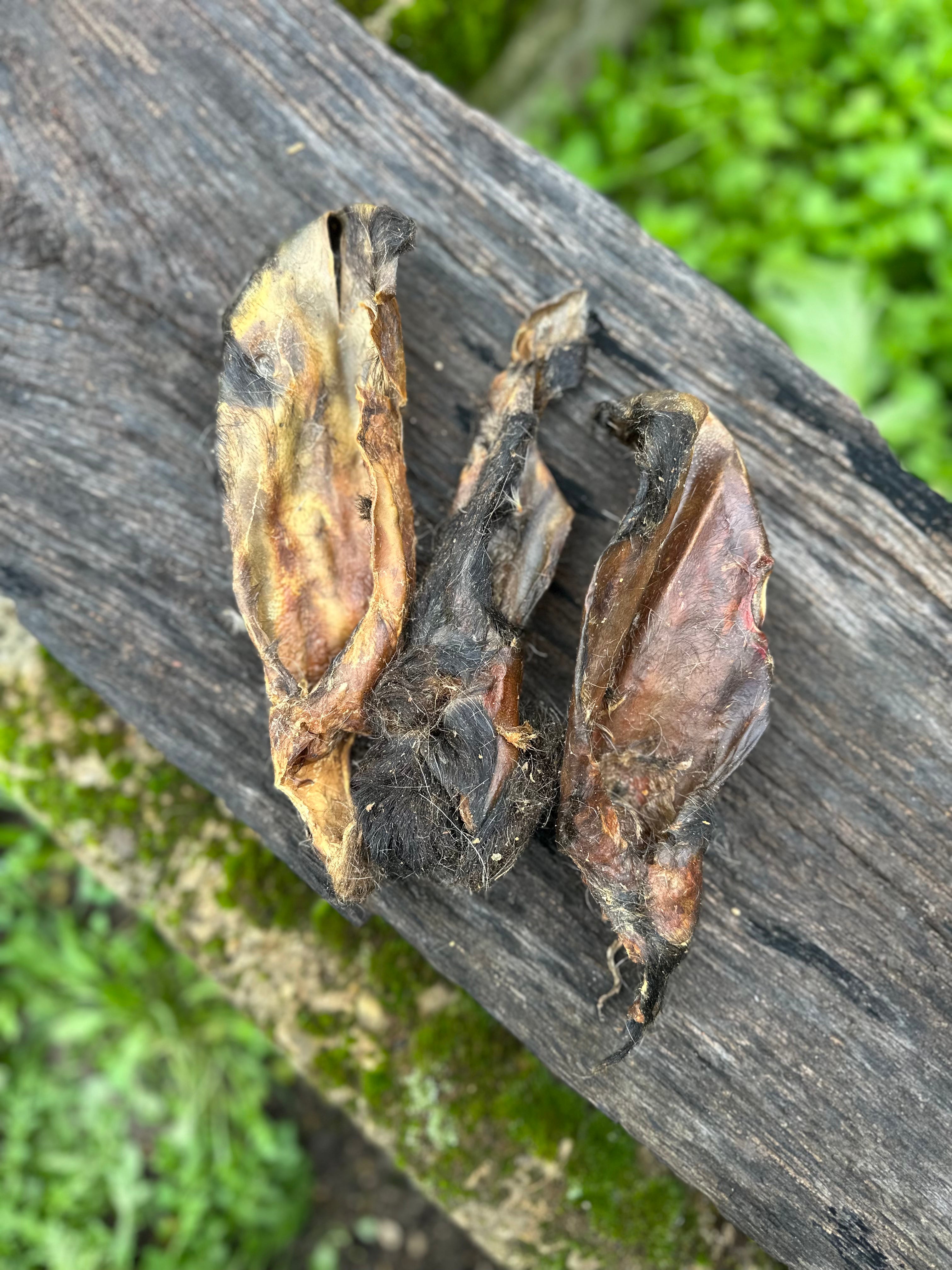 Oreille de chèvre avec poils