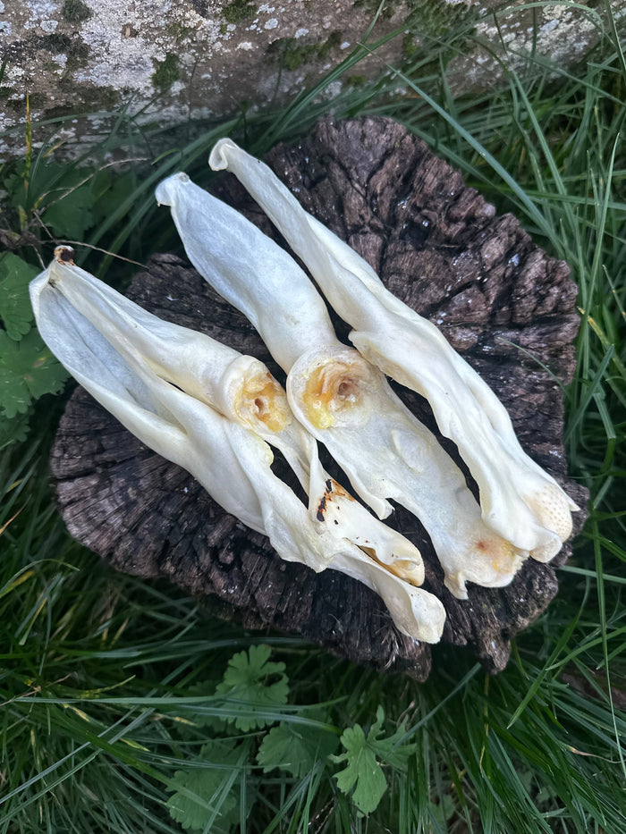 Oreille de lapin soufflée blanche