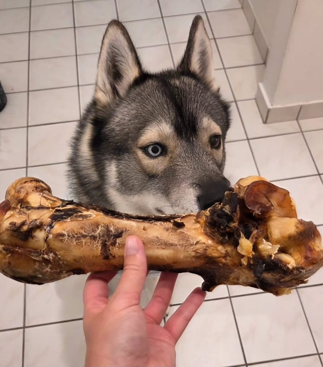 Os d'autruche simple (30cm)