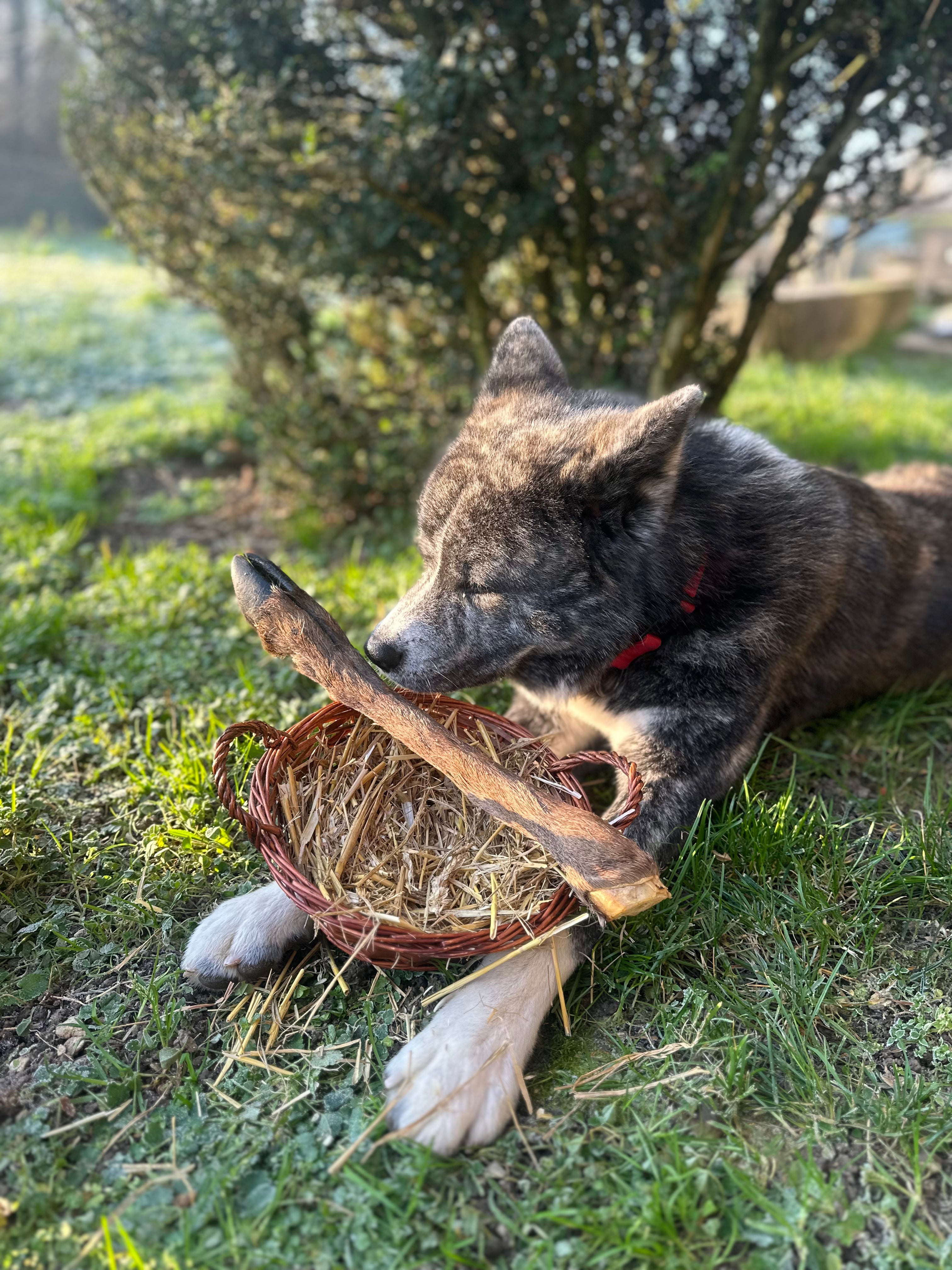 Patte de cerf avec poils