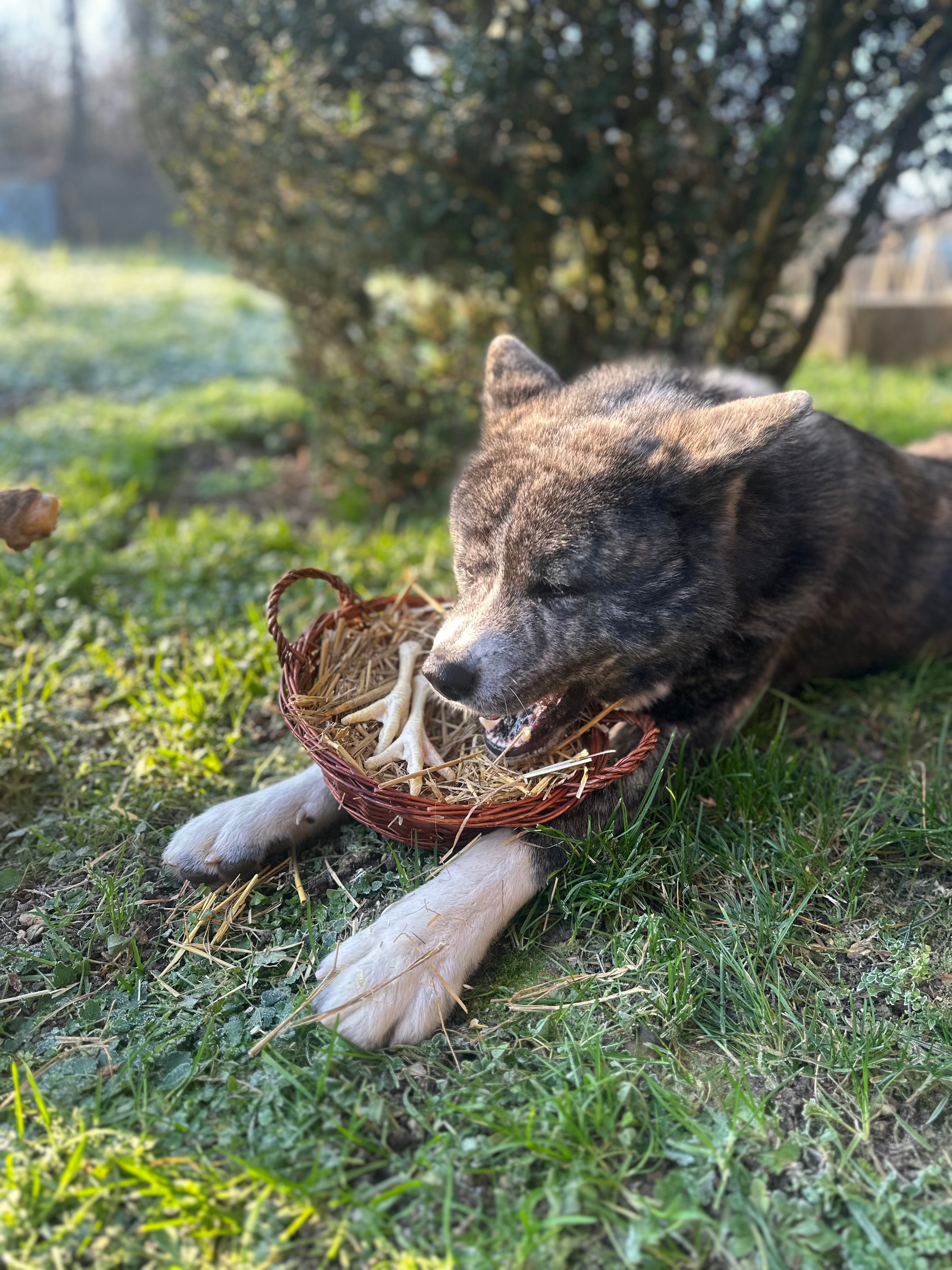 Patte de poulet soufflée blanche