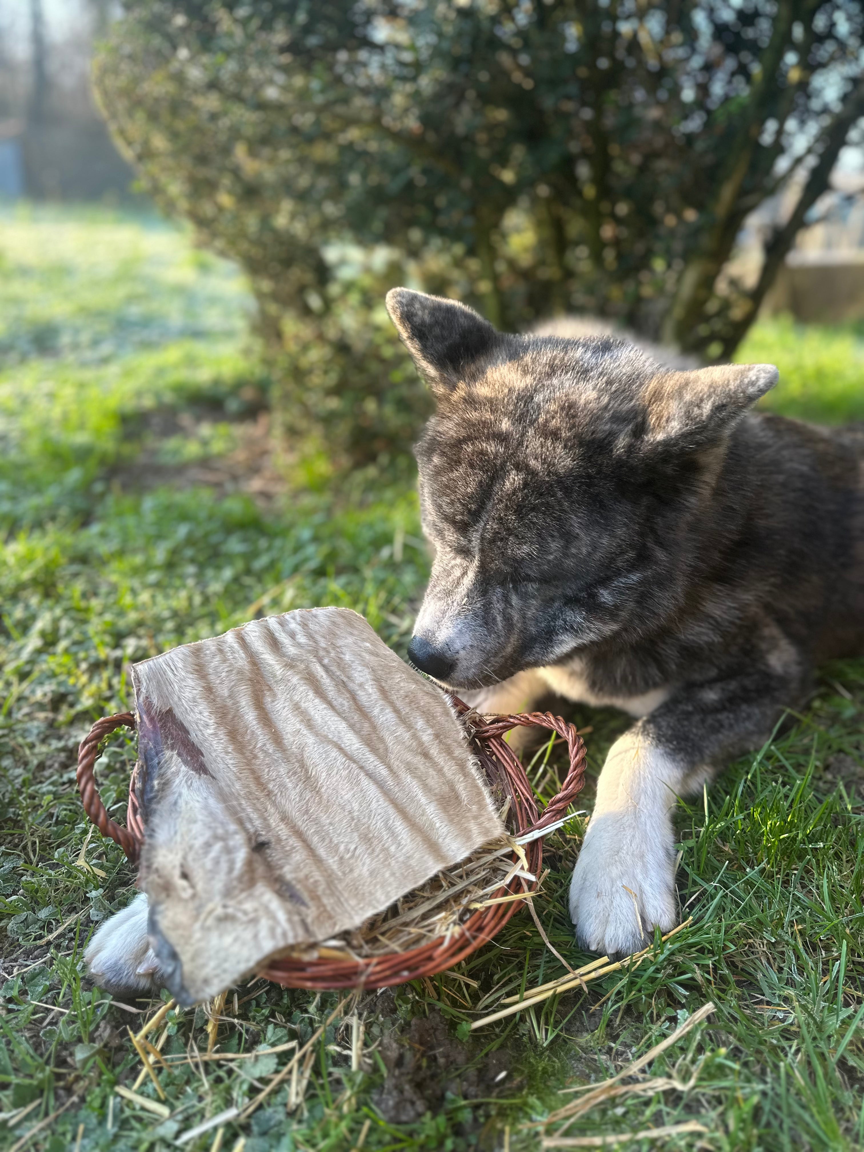 Plaque de peau de boeuf avec poils
