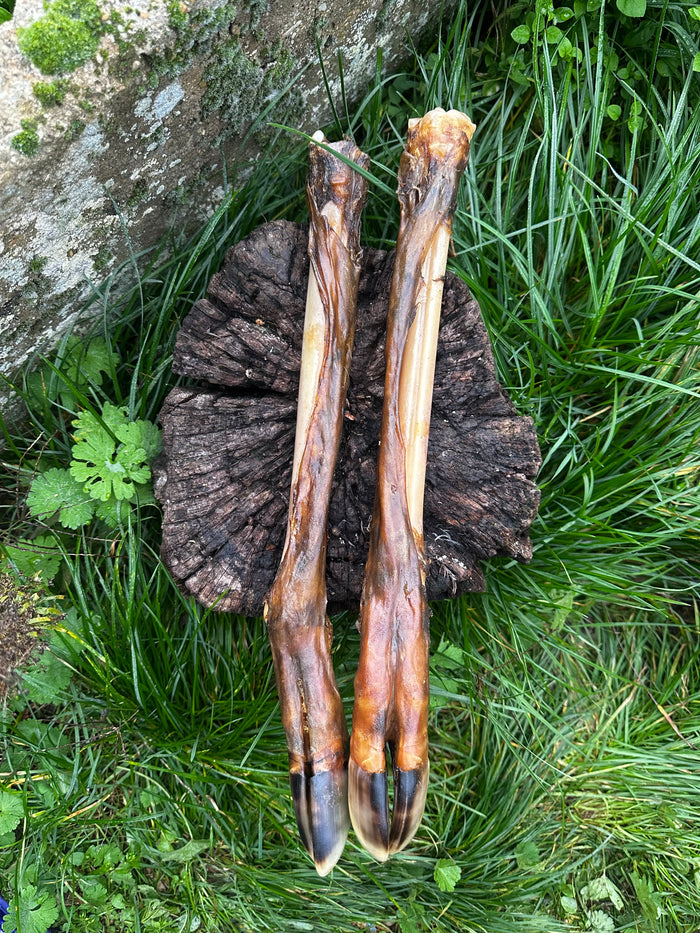 Patte de cerf