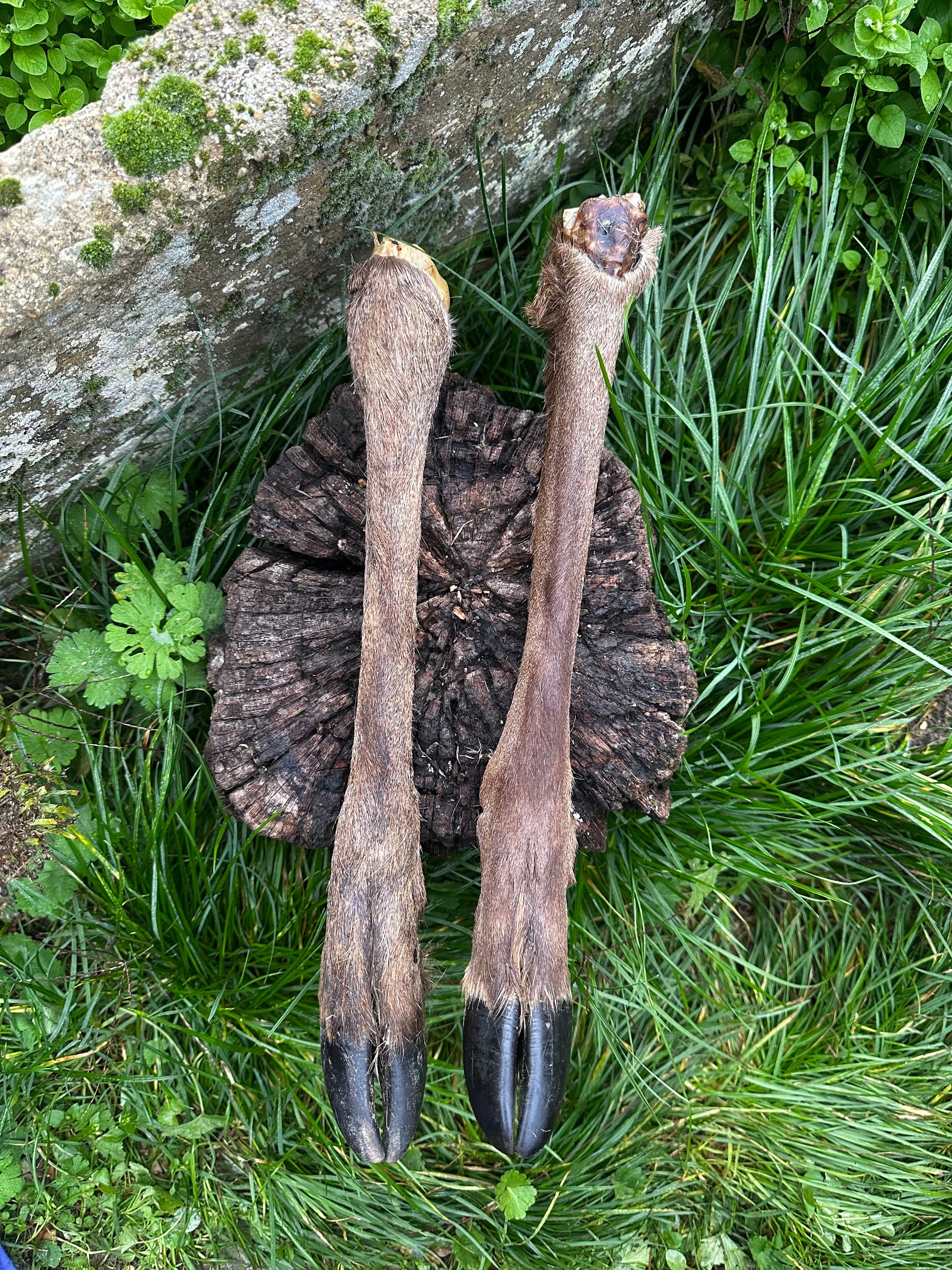 Patte de cerf avec poils