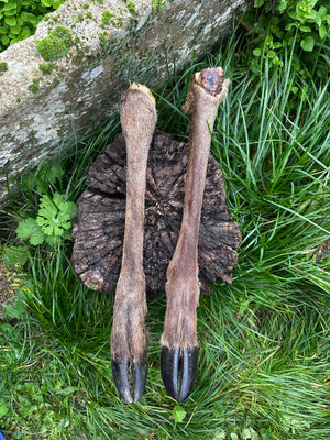Patte de cerf avec poils