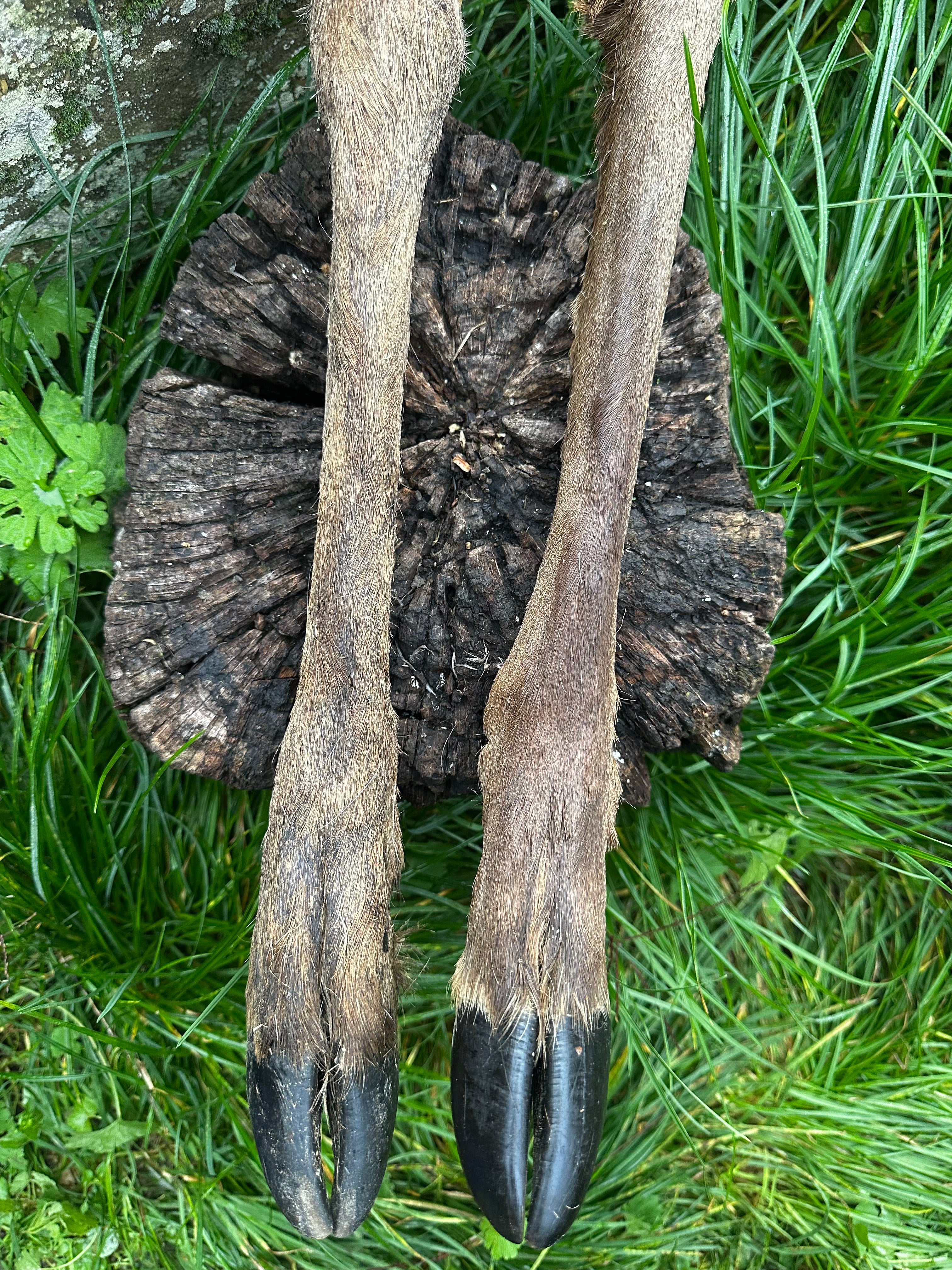 Patte de cerf avec poils