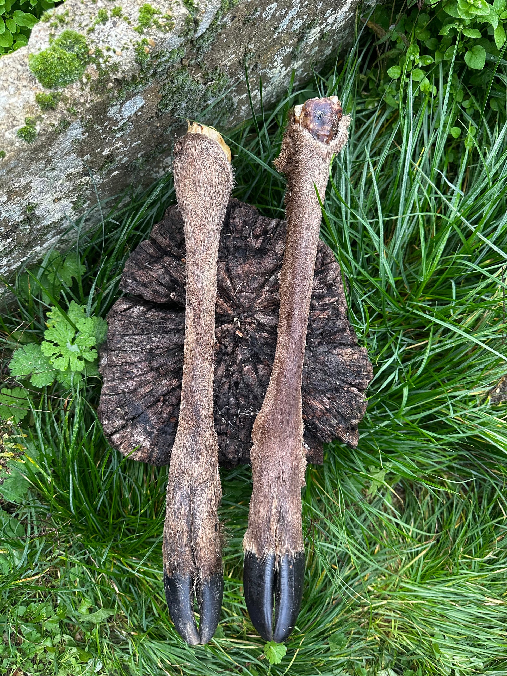 Patte de cerf avec poils