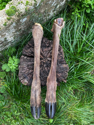 Patte de cerf avec poils