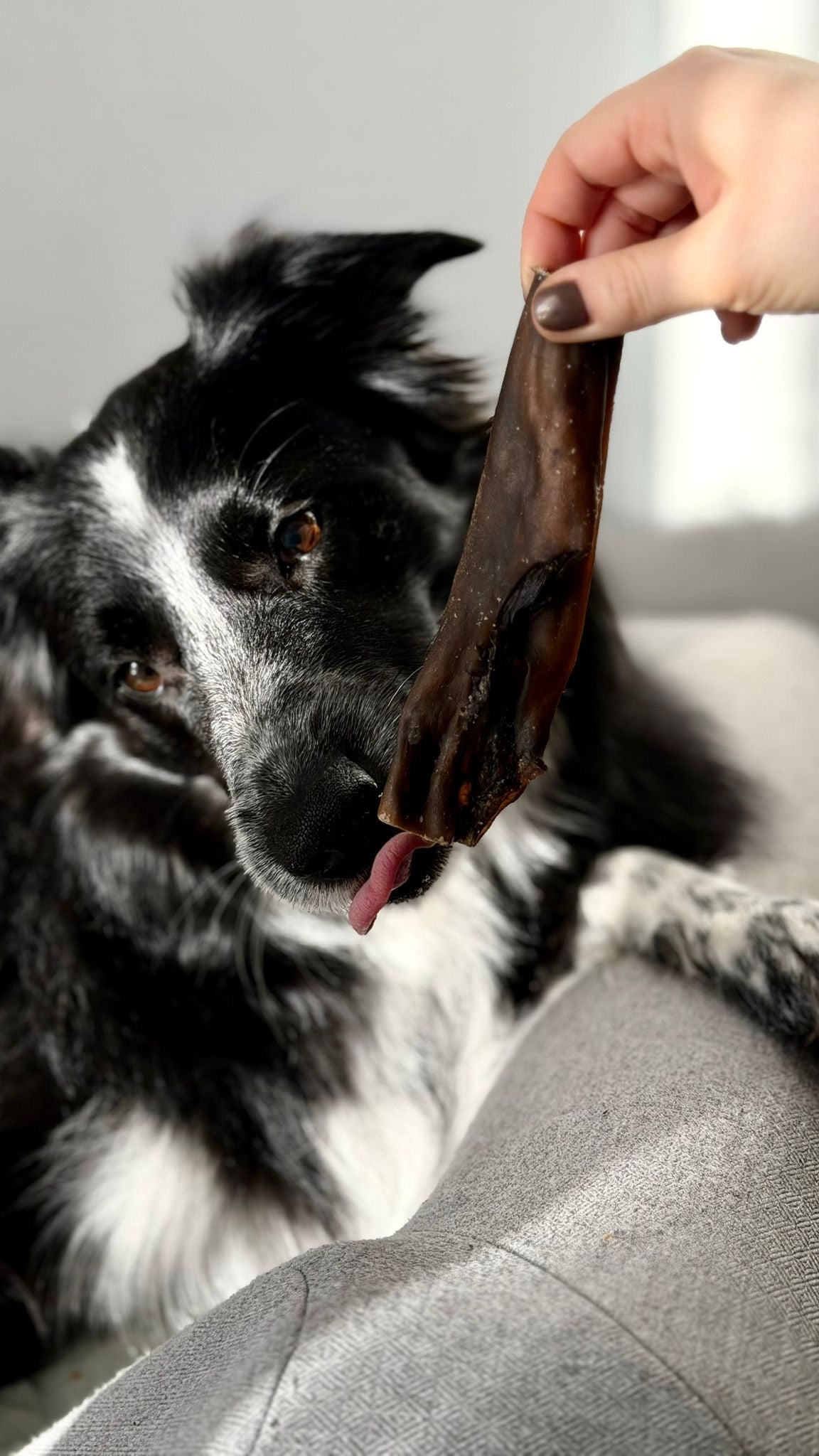 Peau de chevreuil - 100g