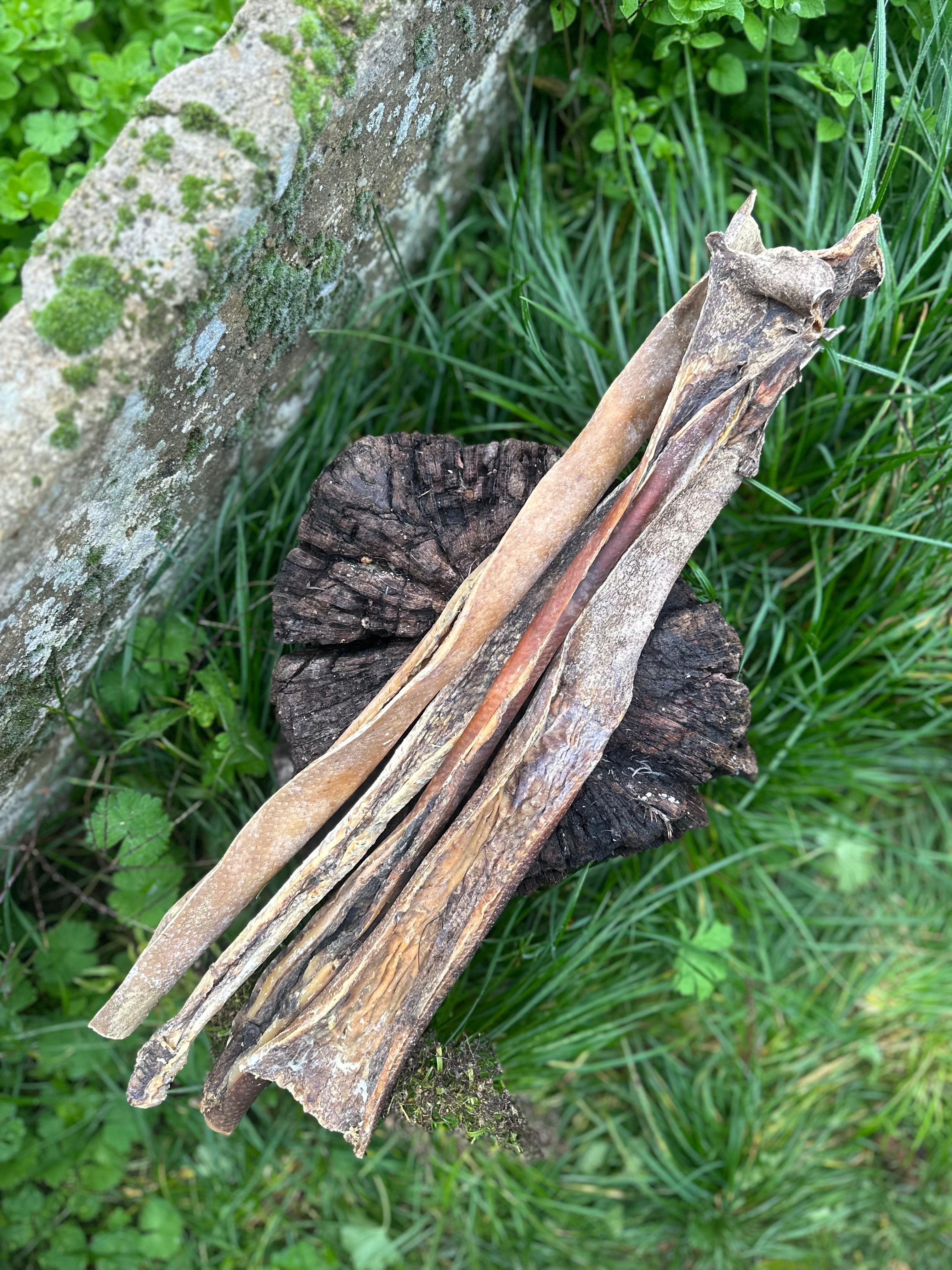 Peau de sanglier 50CM