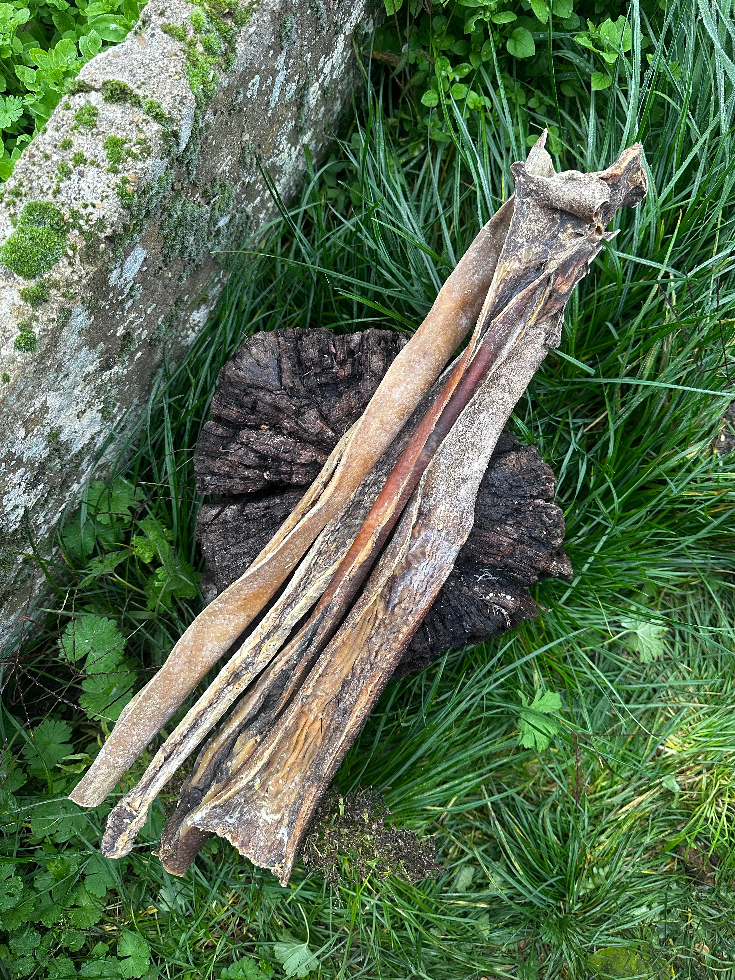 Peau de sanglier 50CM