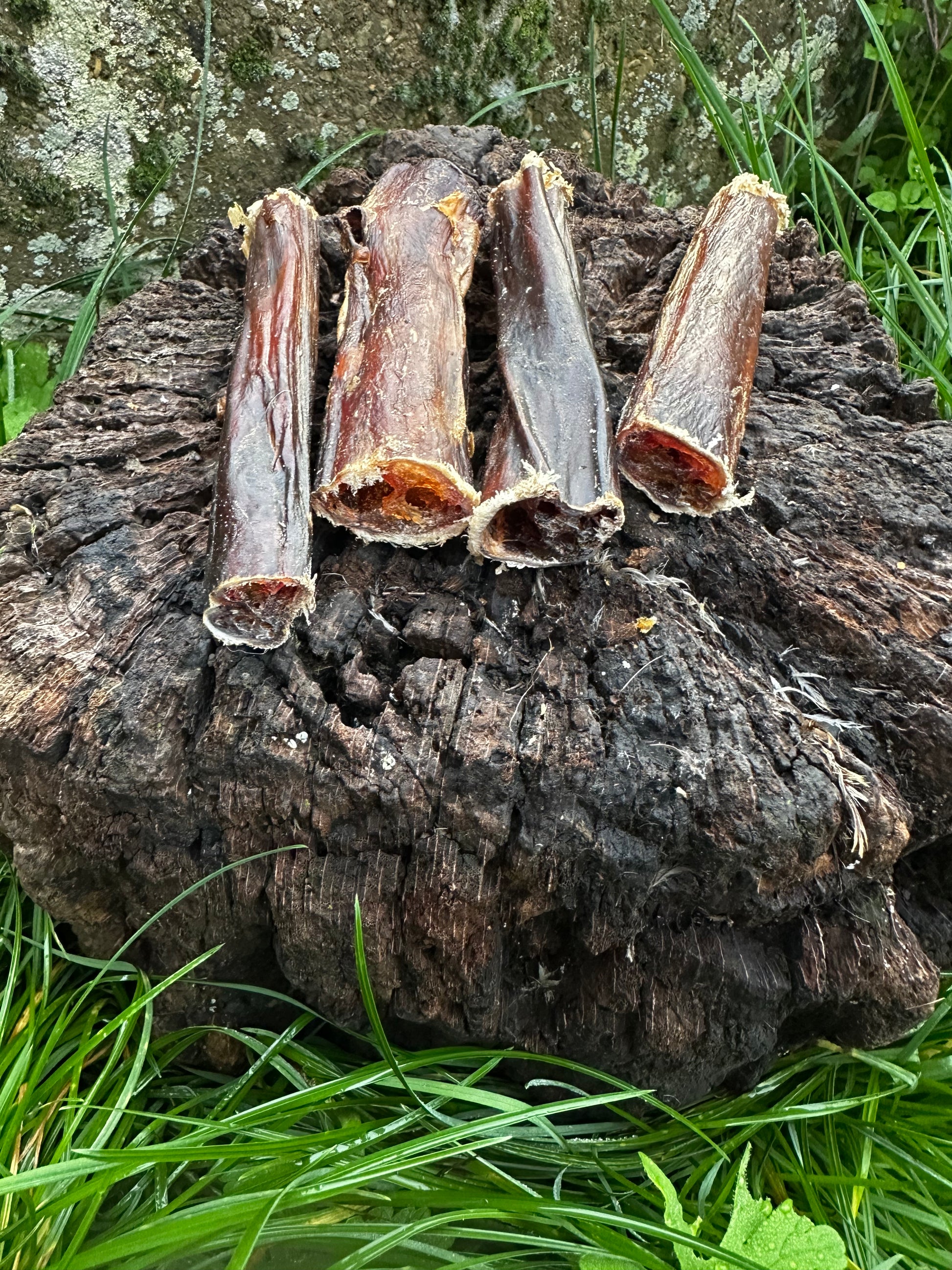 Pénis de boeuf 12CM