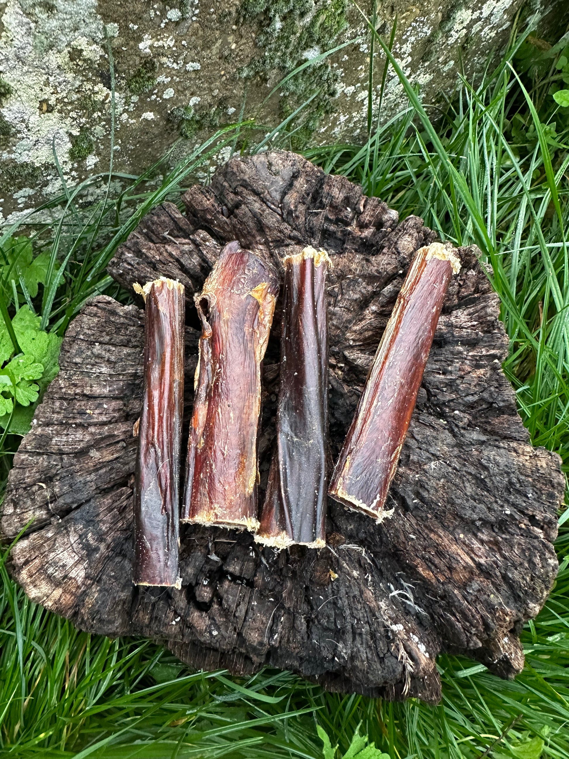 Pénis de boeuf 12CM