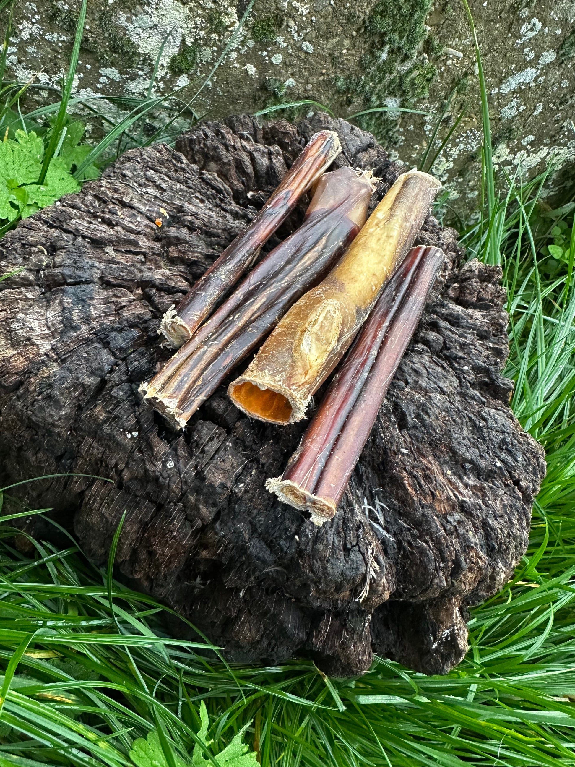 Pénis de boeuf 15CM