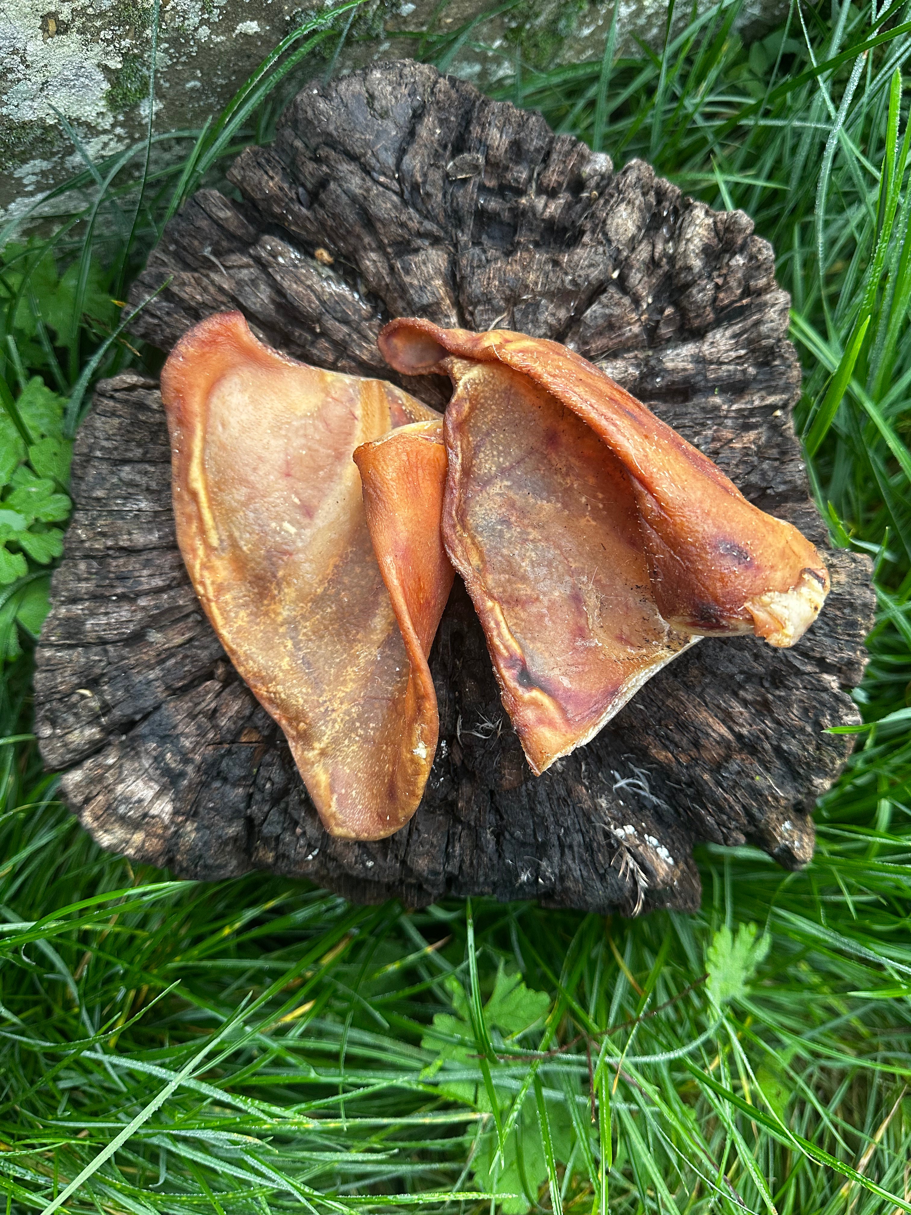 Petite oreille de porc