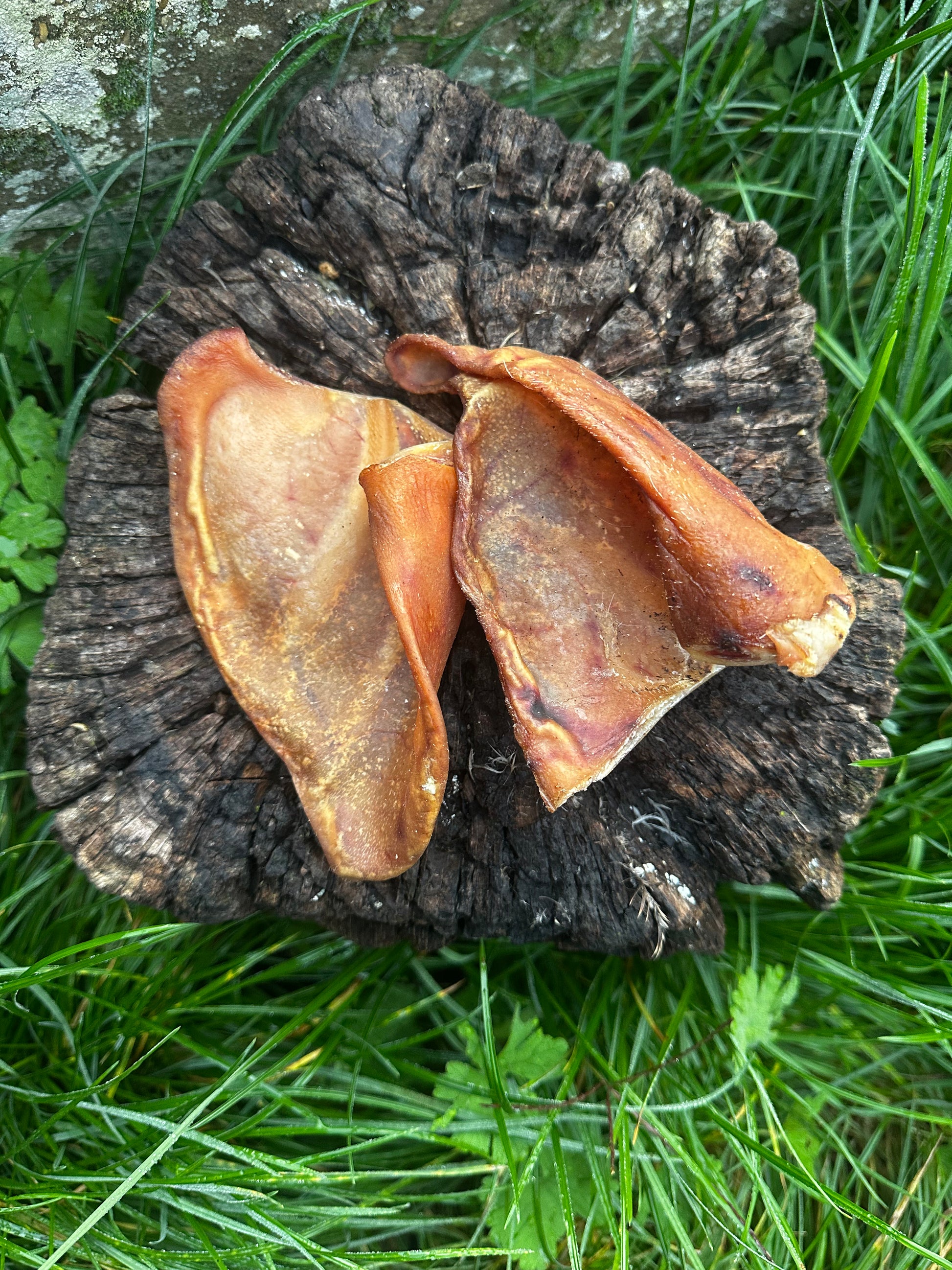 Petite oreille de porc