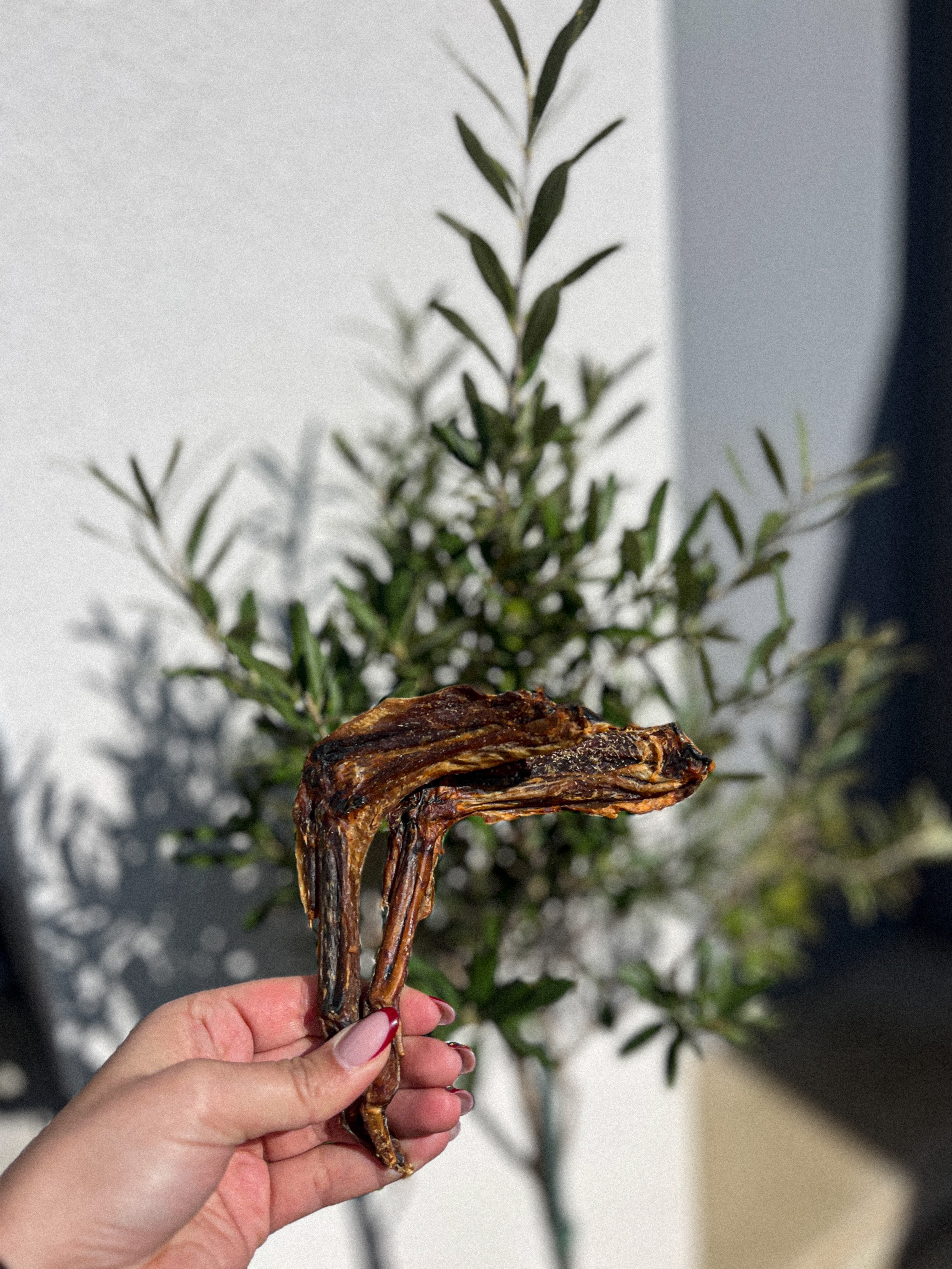 Aile de canard