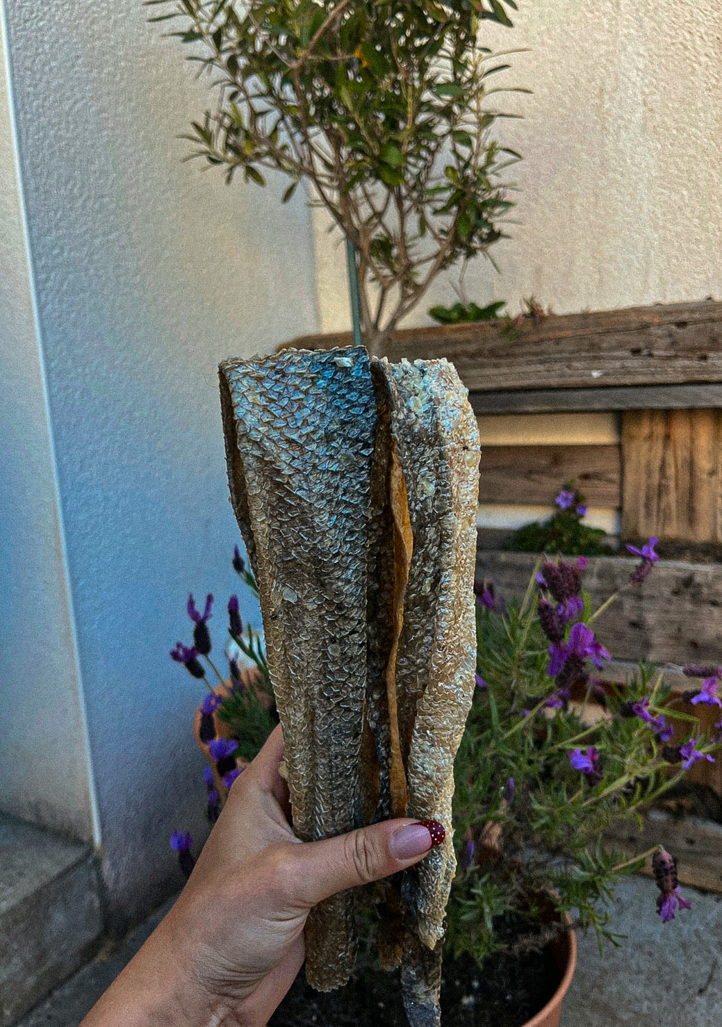 Peau de saumon 30CM