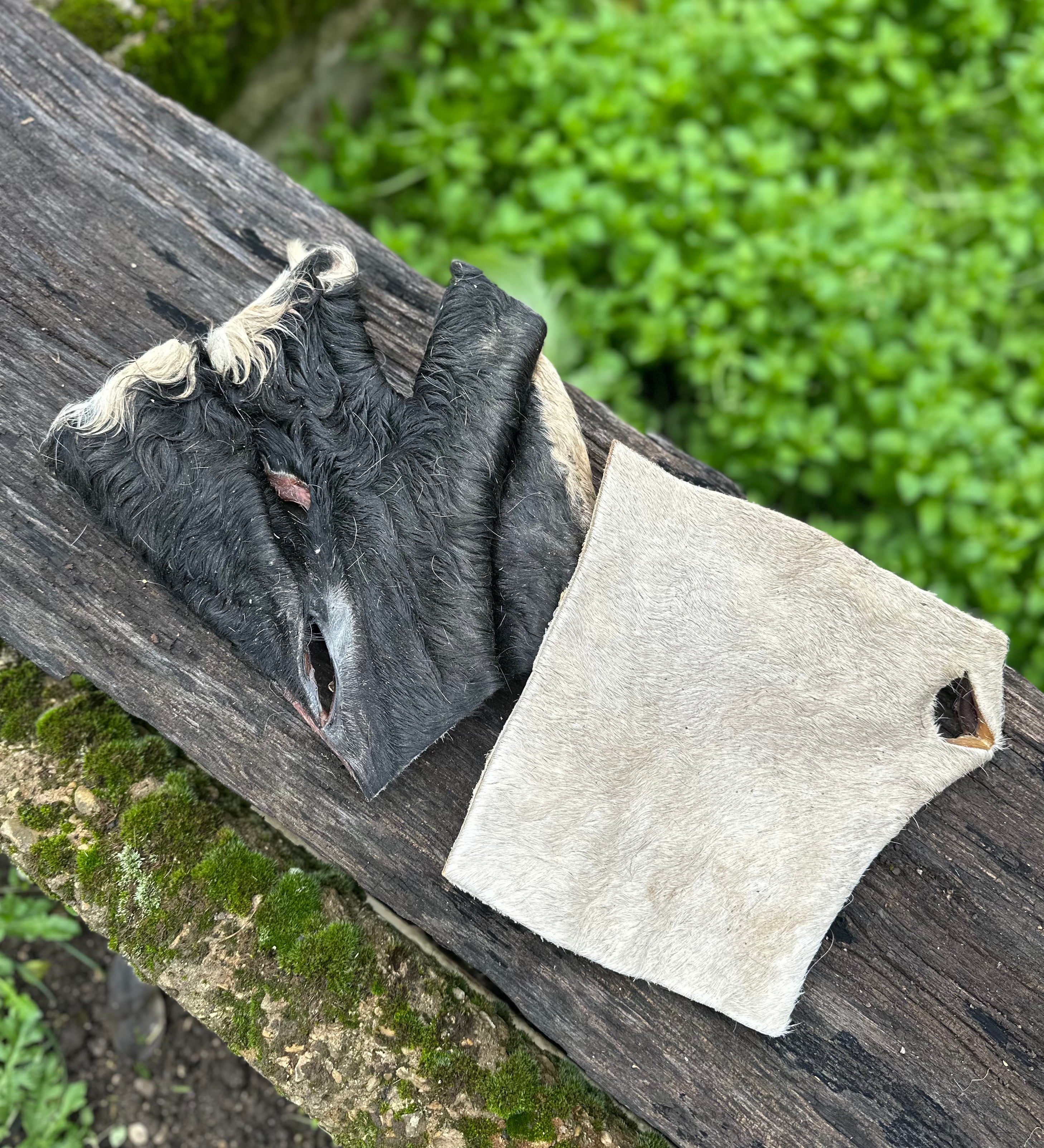 Plaque de peau de boeuf avec poils