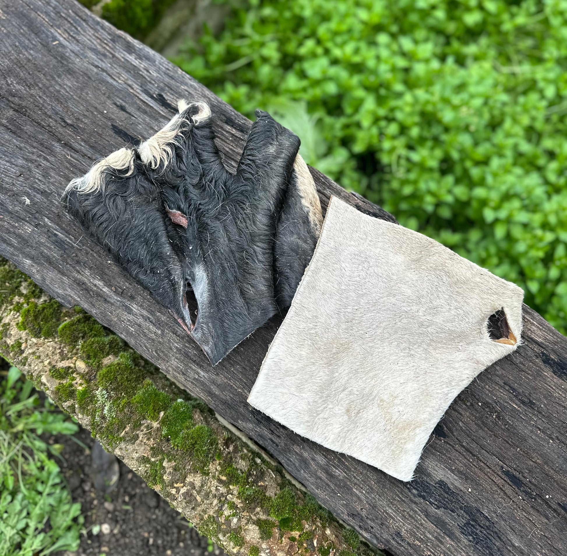 Plaque de peau de boeuf avec poils