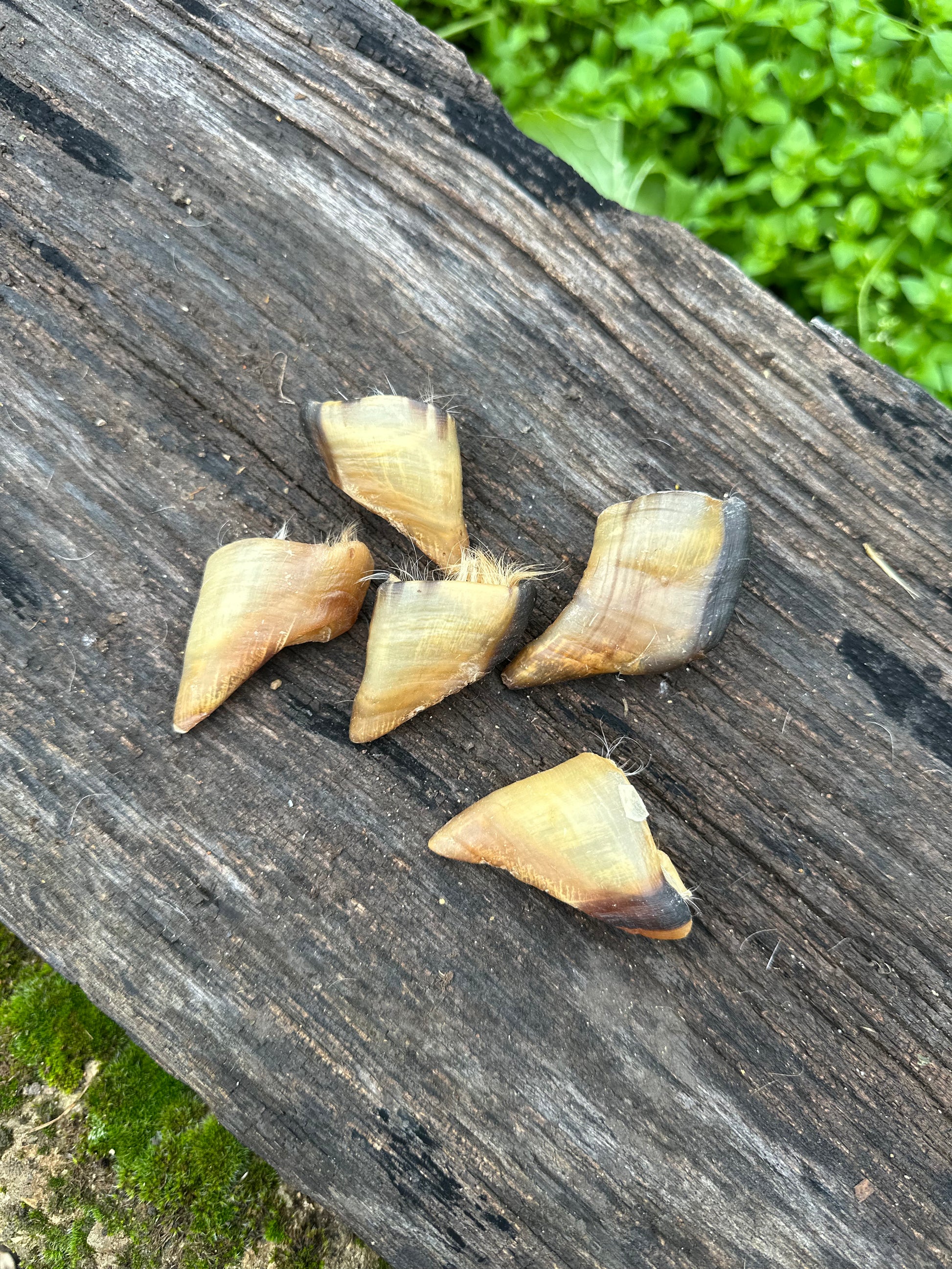 Sabot d'agneau - lot de 10